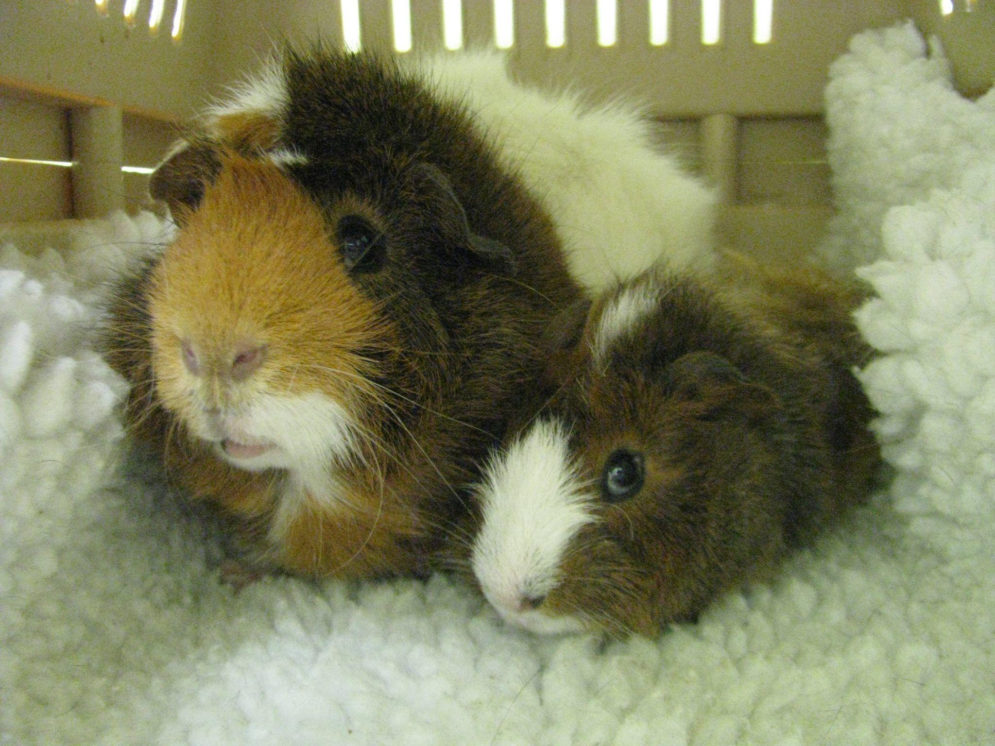 2048x1536 Calgary Avian & Exotic Pet Clinic Pig Care