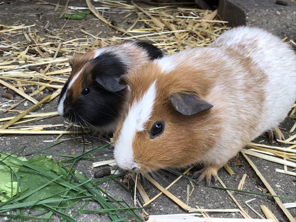 1024x768 Baby guinea pig & juvenile. Kettering, Northamptonshire