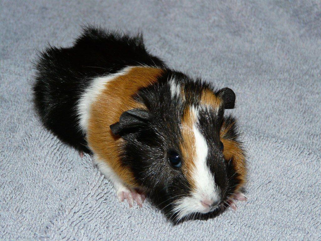 1024x768 New Born Baby Guinea Pig. This one was born Mo