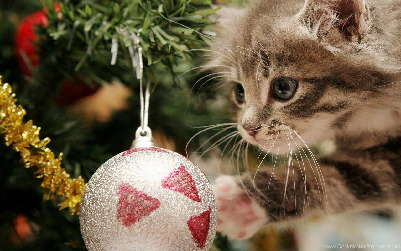 1280x800 Christmas Cute Kittens HD Photography Wallpaper 12 － Holiday