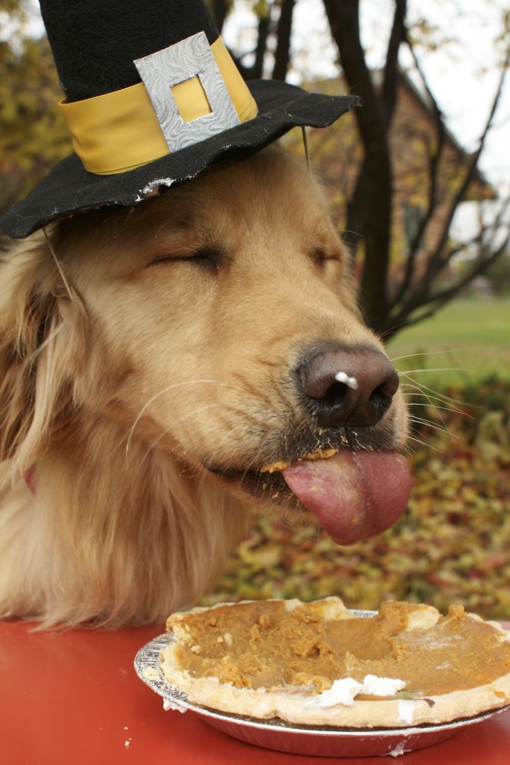 736x1104 Do NOT overeat this Thanksgiving!