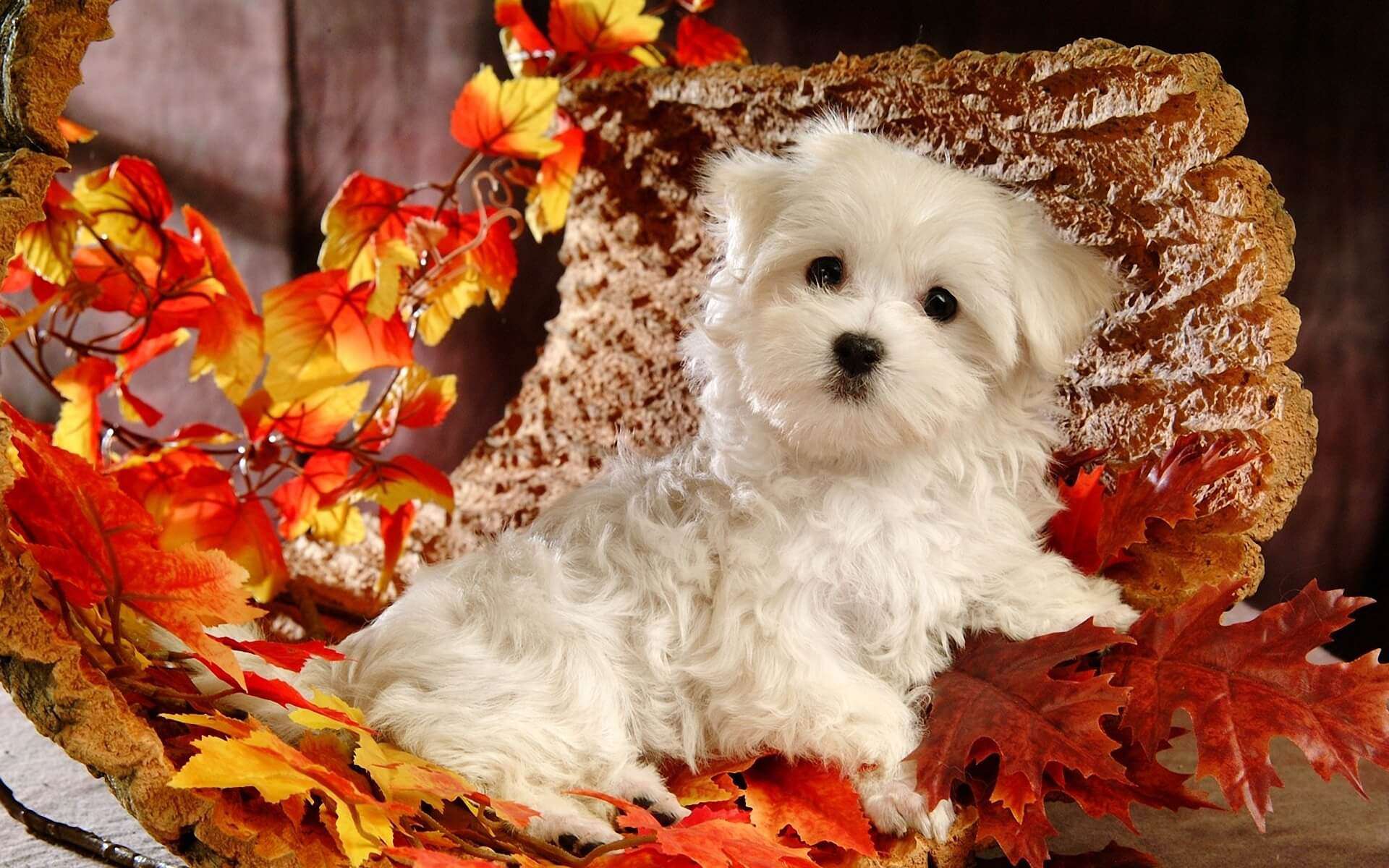 1920x1200 Tips to Keep Your Pets Safe This Thanksgiving