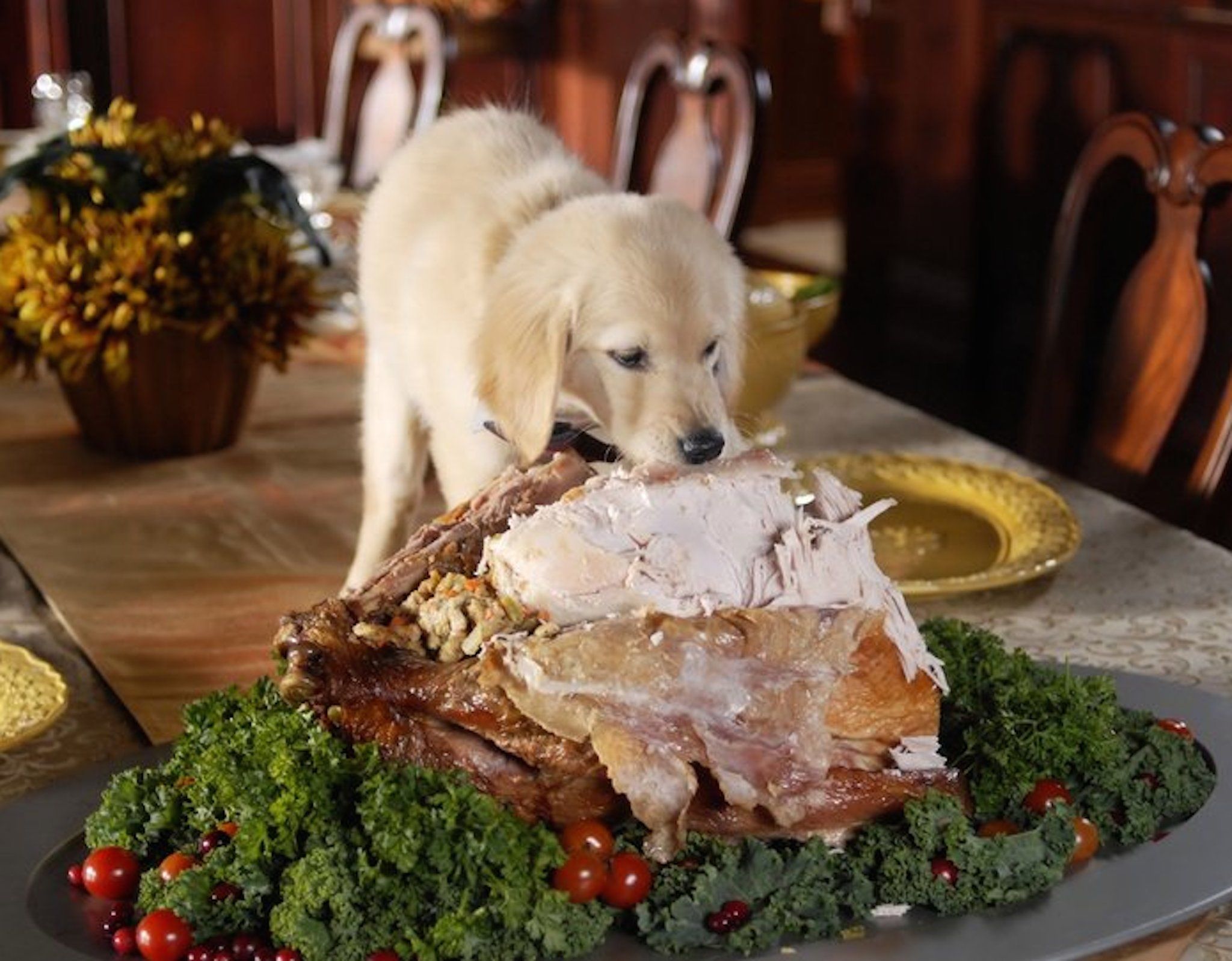 2048x1597 Thanksgiving Pet Wallpaper