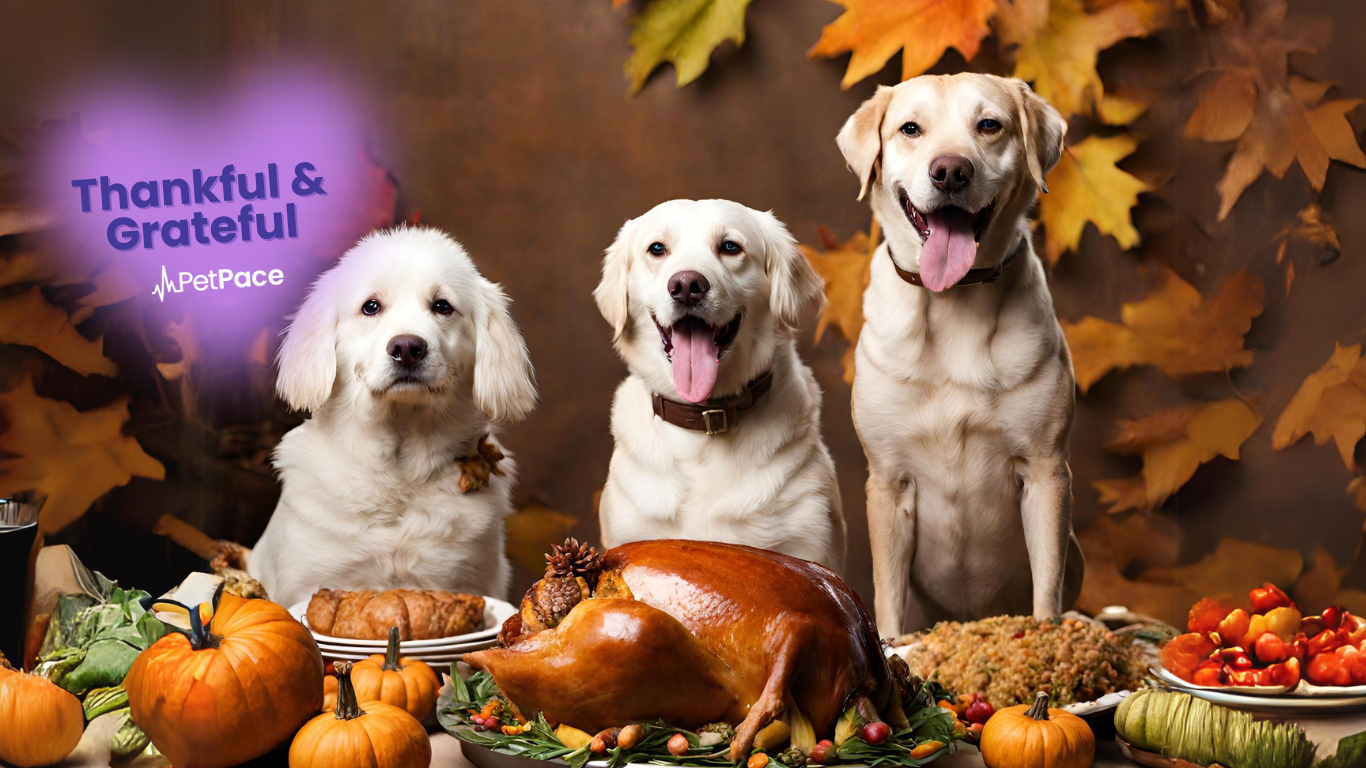 1366x768 Thankful Tails: Celebrating Our Dogs and the Gratitude They Bring