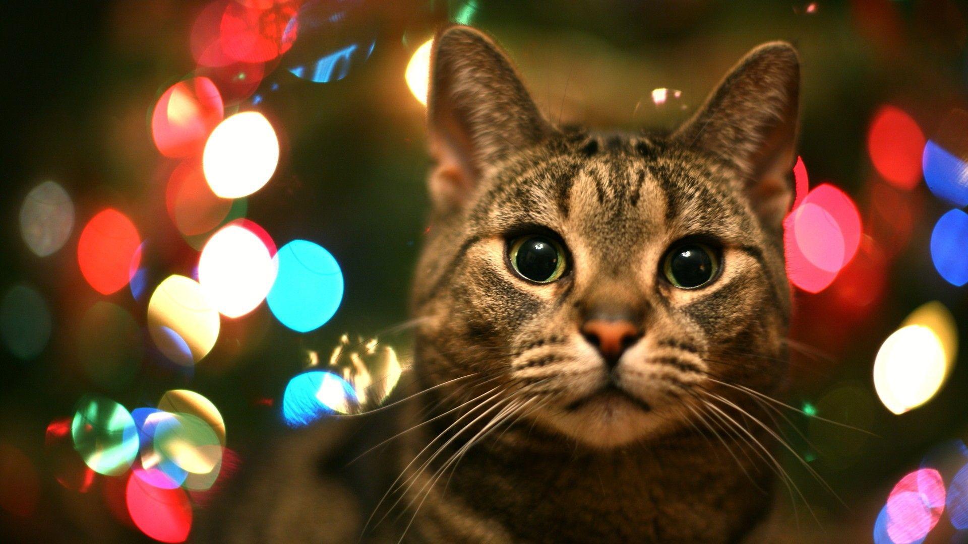1920x1080 Free Cat Animal Christmas Wallpaper Photography Download