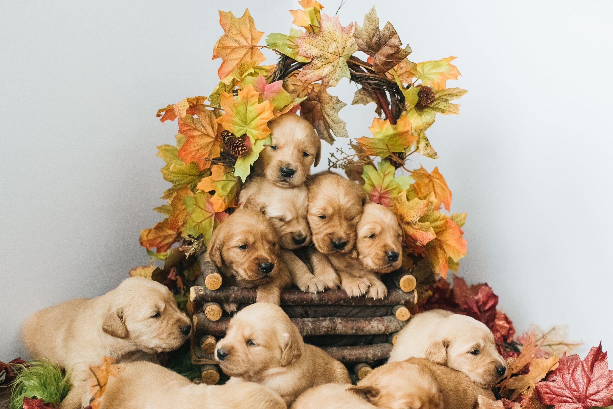 2560x1707 Sandpoint Pet Photographer. Fall Themed Golden Retriever Puppies