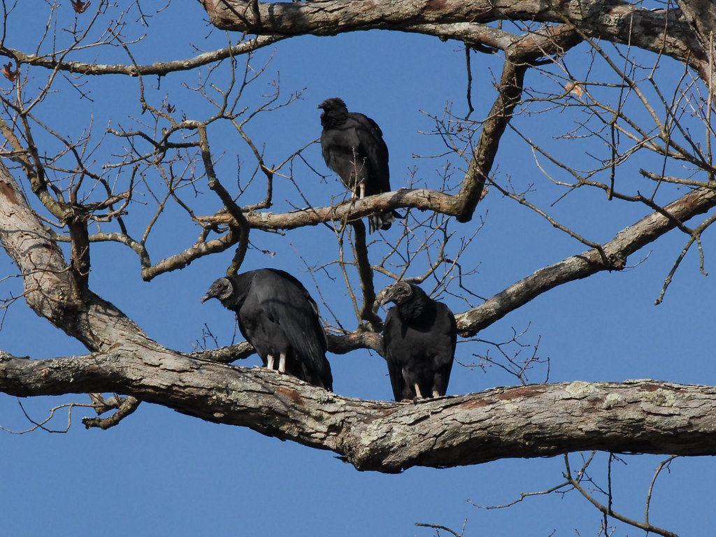 1024x768 Black Vulture 2. Could this be the Three Stoogies. Its hard