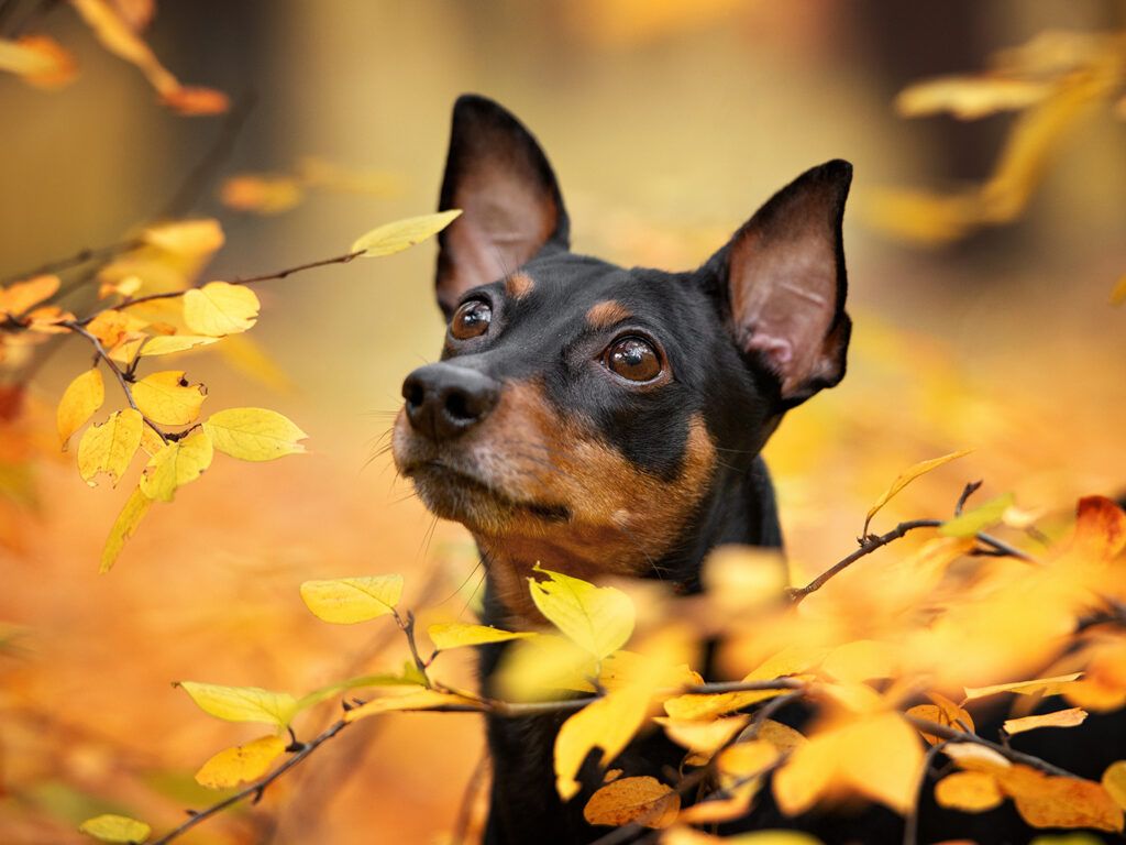 1024x768 Providing Pets With A Stress Free Thanksgiving