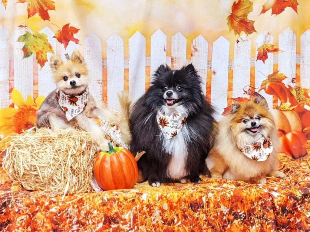 1024x768 Wishing you all a Happy Thanksgiving