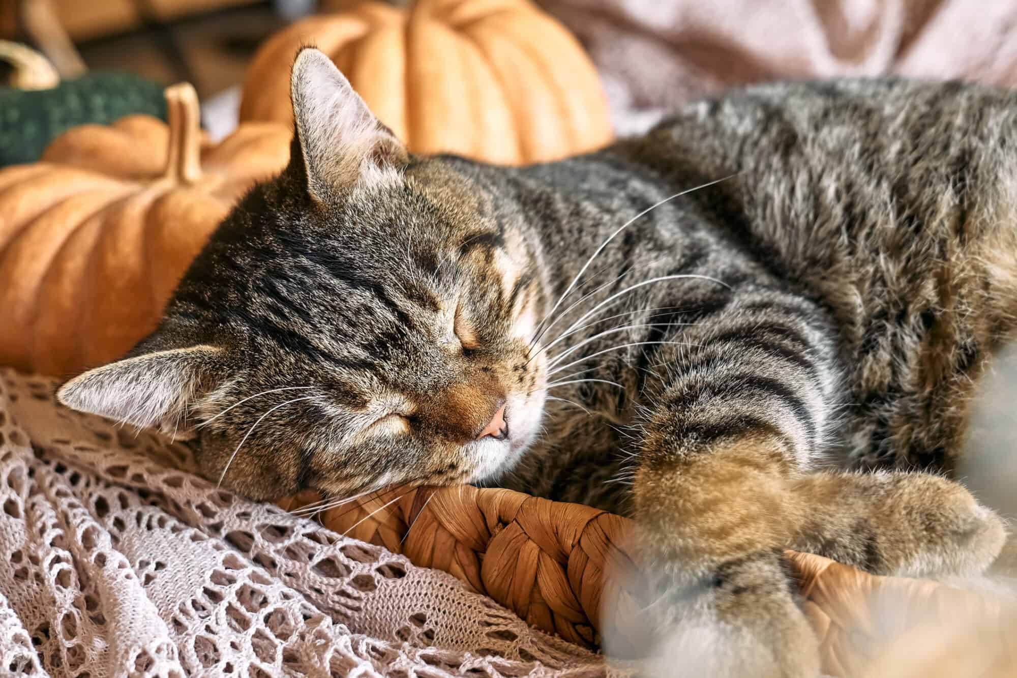 2000x1333 Pet Safe Thanksgiving Vet MD