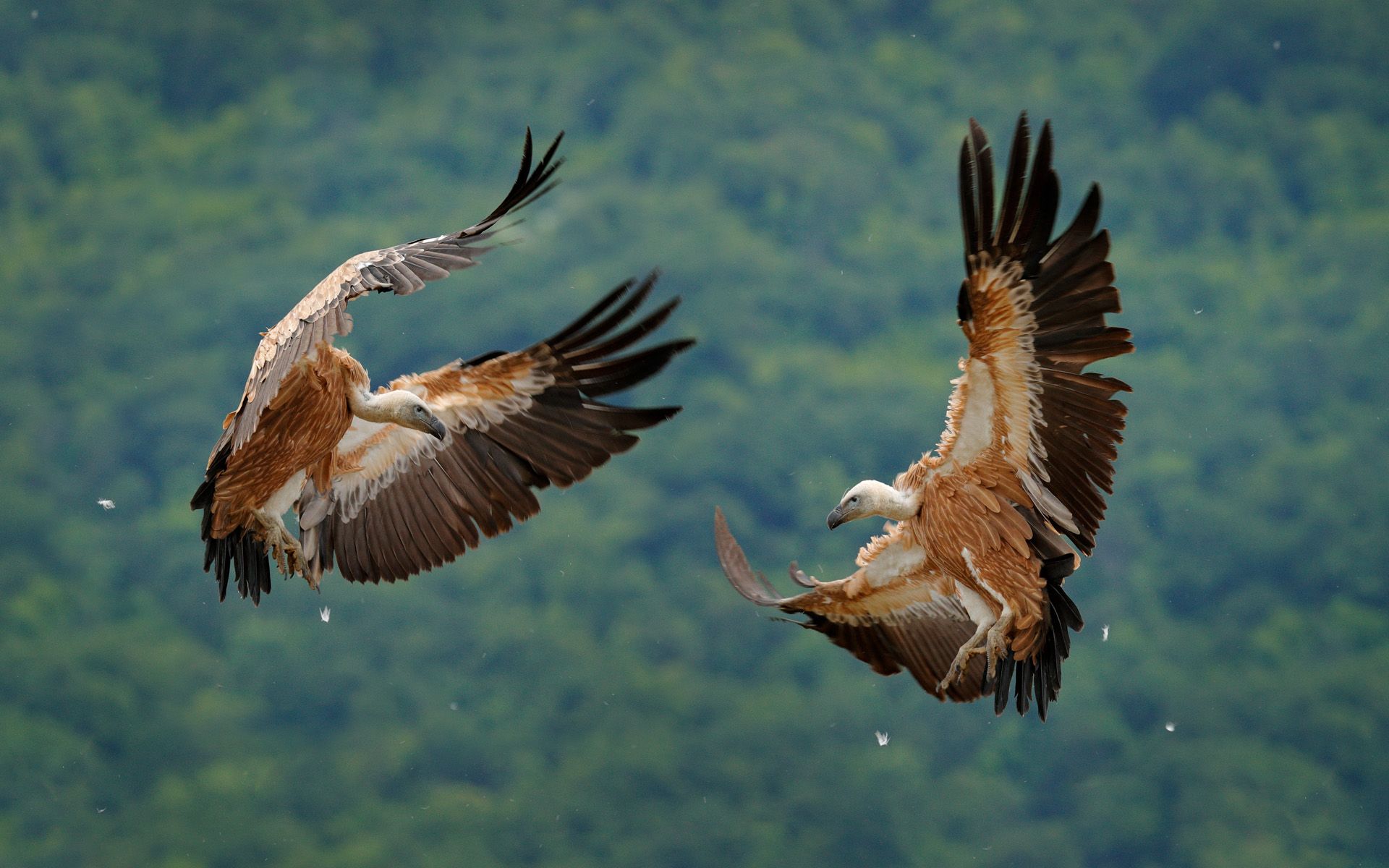 1920x1200 Bearded Vultures and Beyond: Where to See Nature's Clean Up Crew