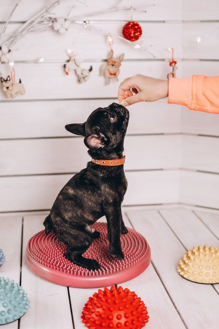 740x1110 Thanksgiving Pets Photo Free High Quality Picture