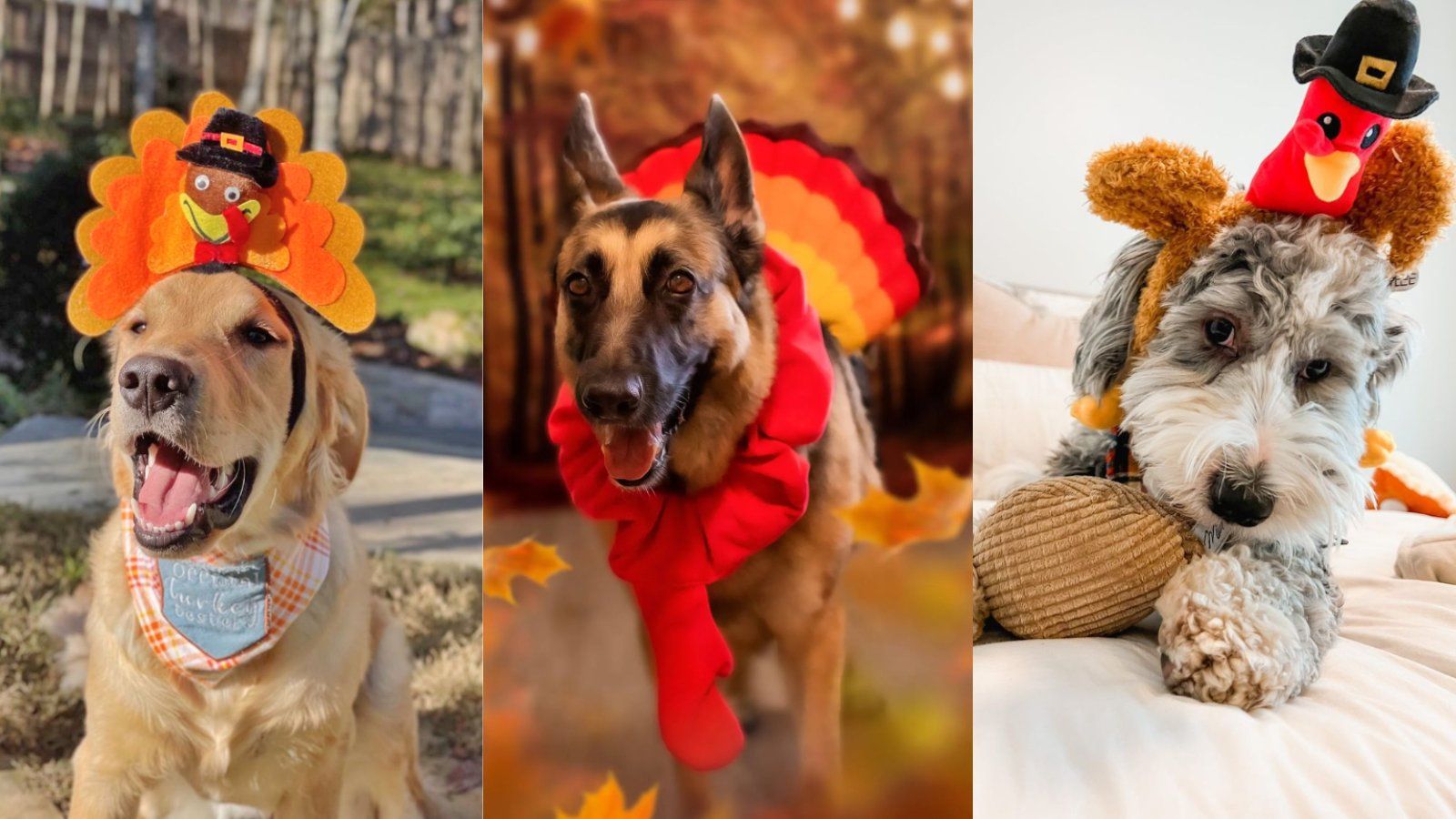 1600x900 Thanksgiving Toys & Apparel