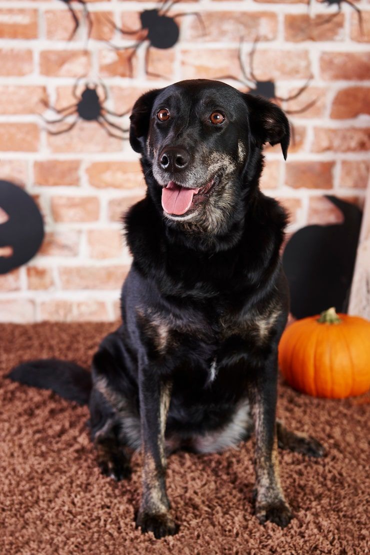 740x1109 Thanksgiving Pets Photo Free High Quality Picture
