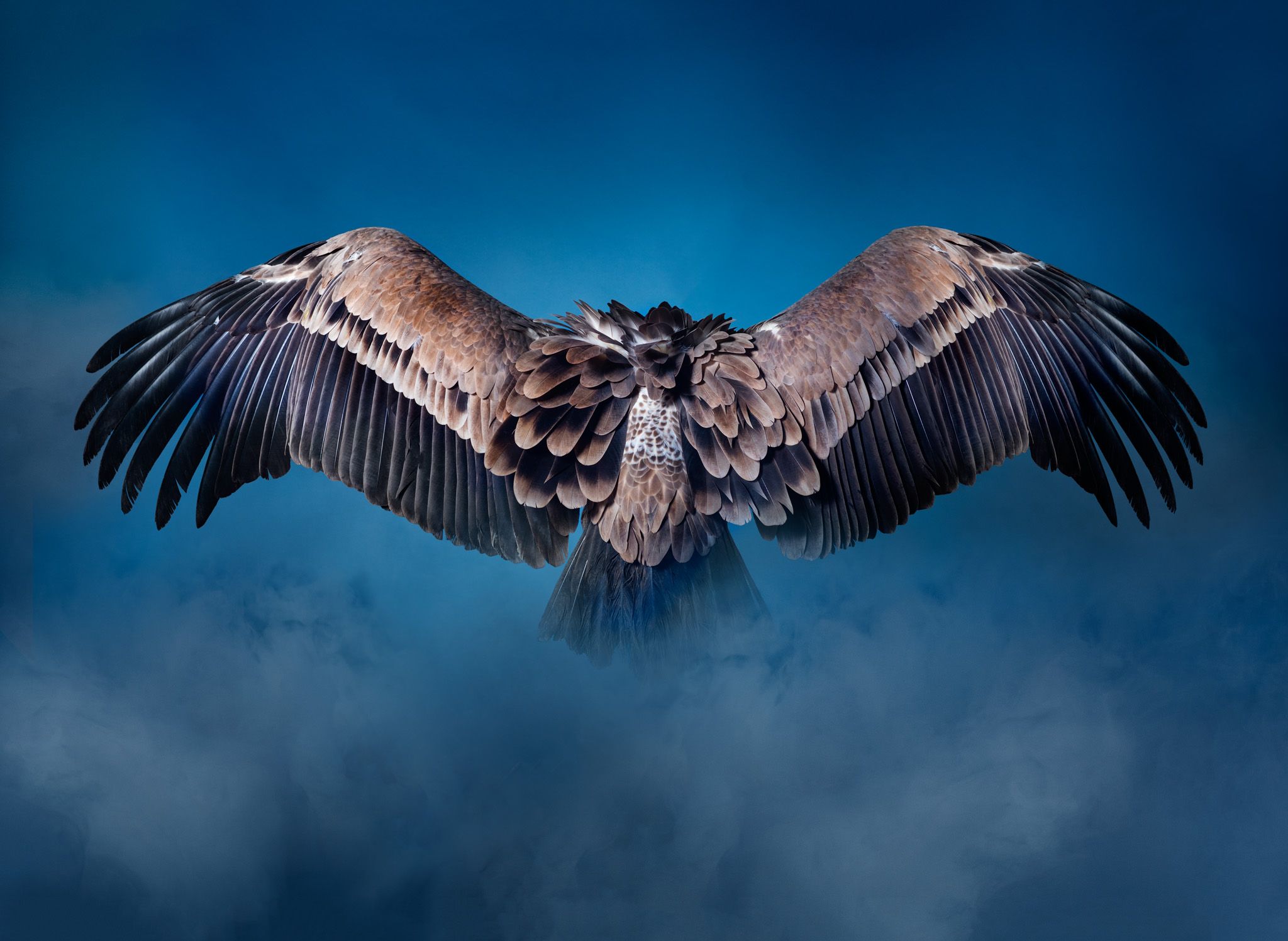 2048x1497 Wolves and Vultures
