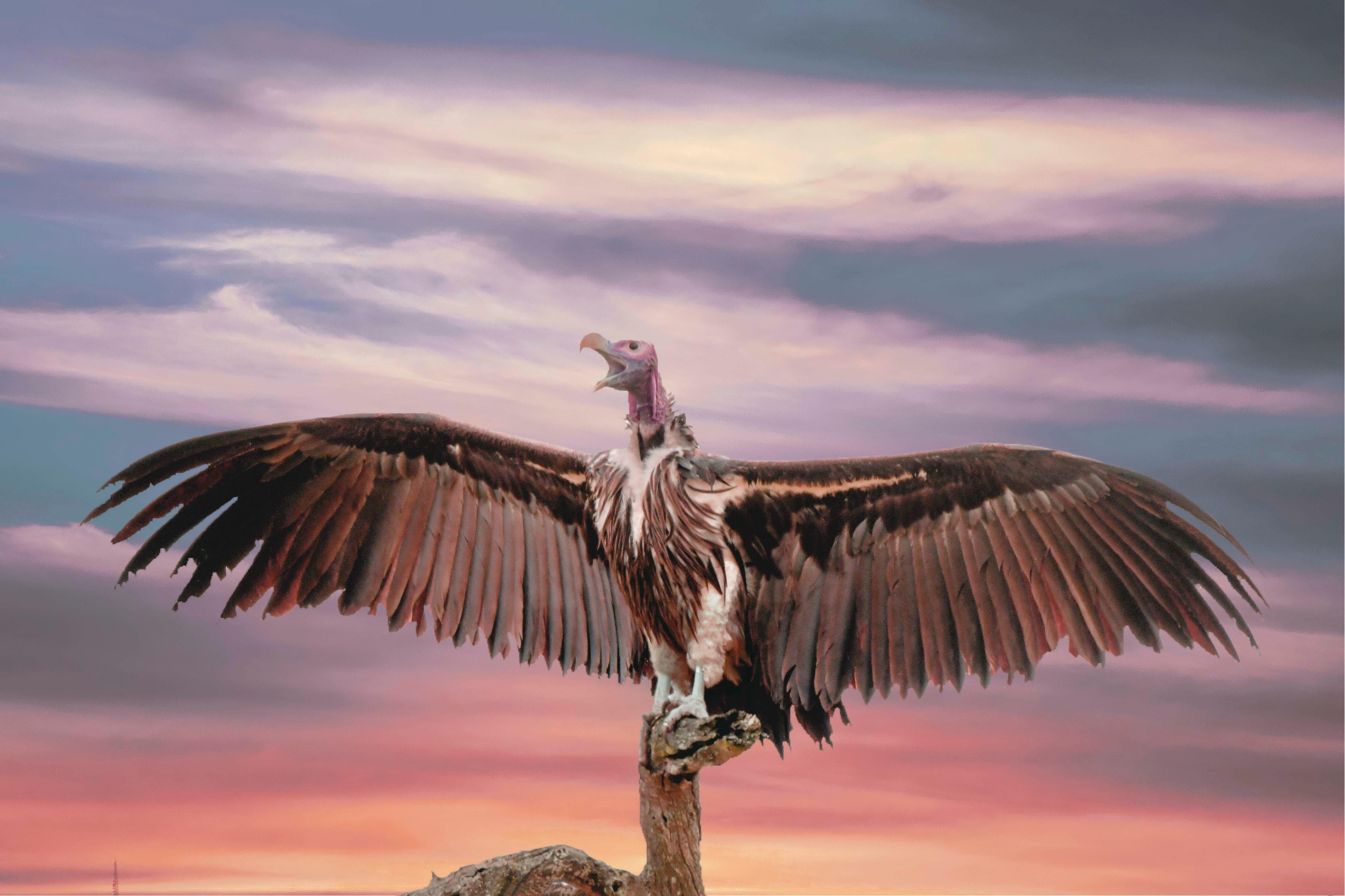 5568x3712 Vulture Photo, Download The BEST Free Vulture & HD Image