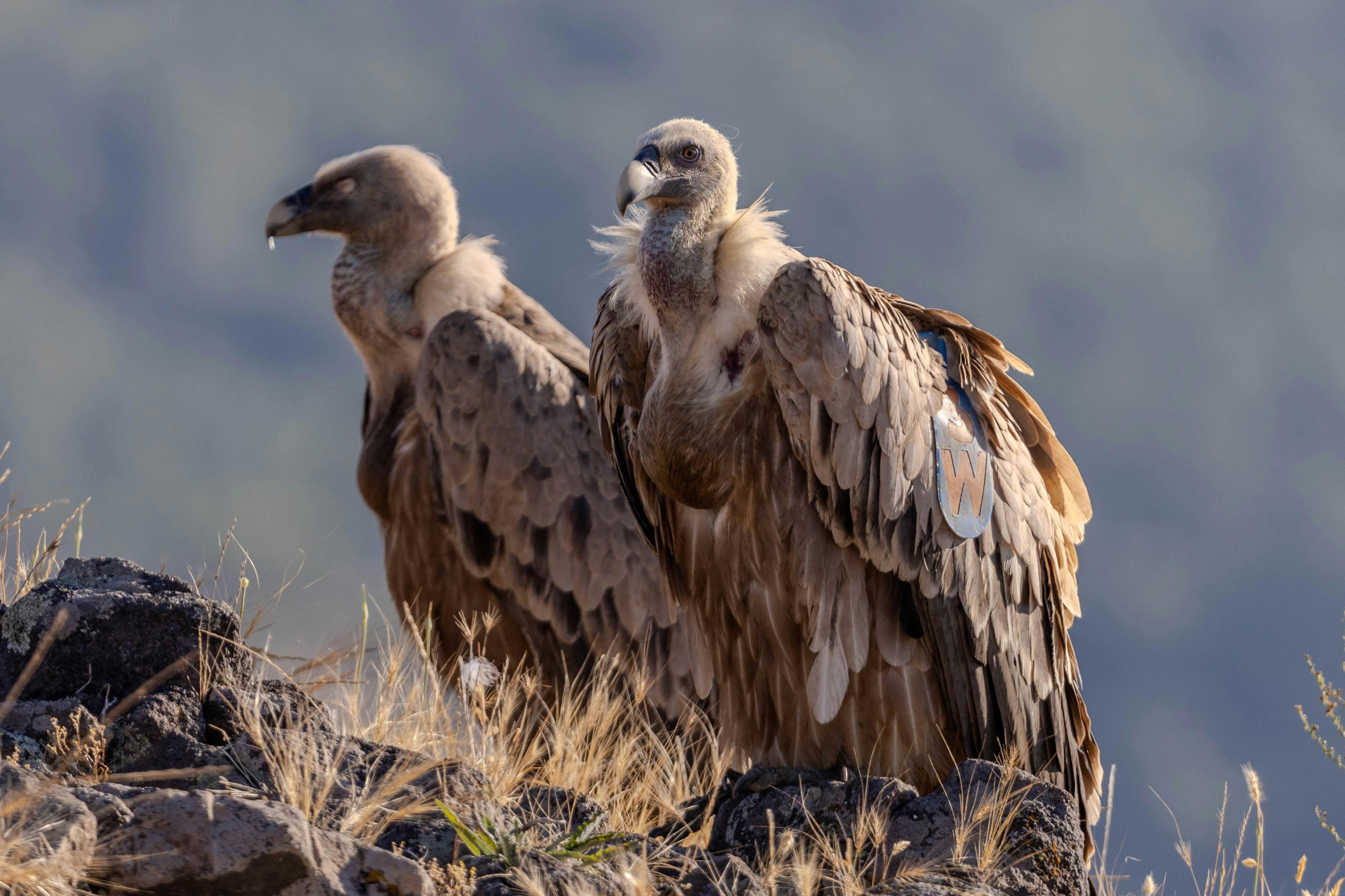 3919x2613 Vultures Photo, Download The BEST Free Vultures & HD Image