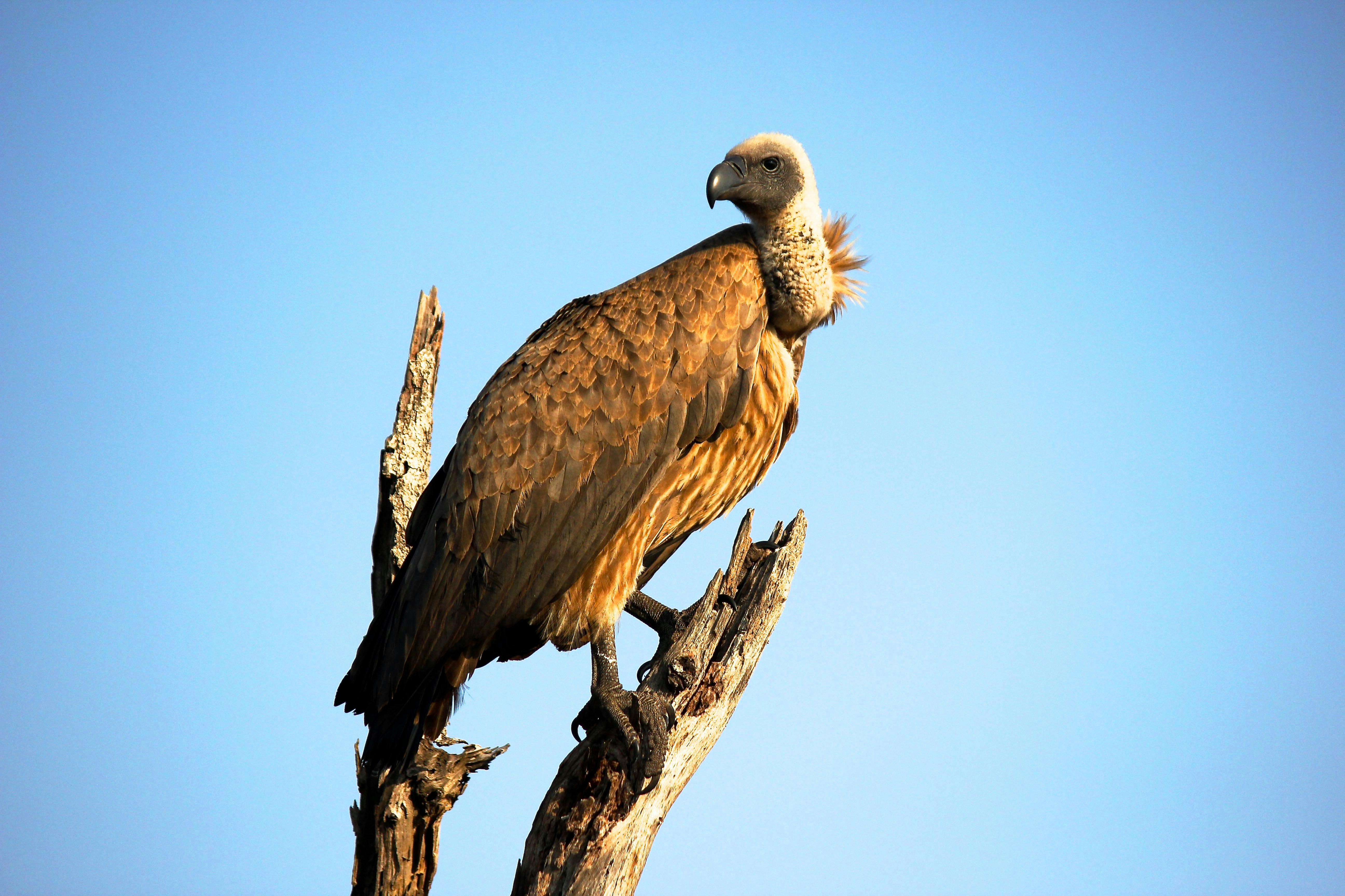 5184x3456 Vulture Photo, Download The BEST Free Vulture & HD Image