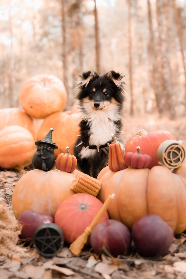 740x1110 Thanksgiving Pets Photo Free High Quality Picture