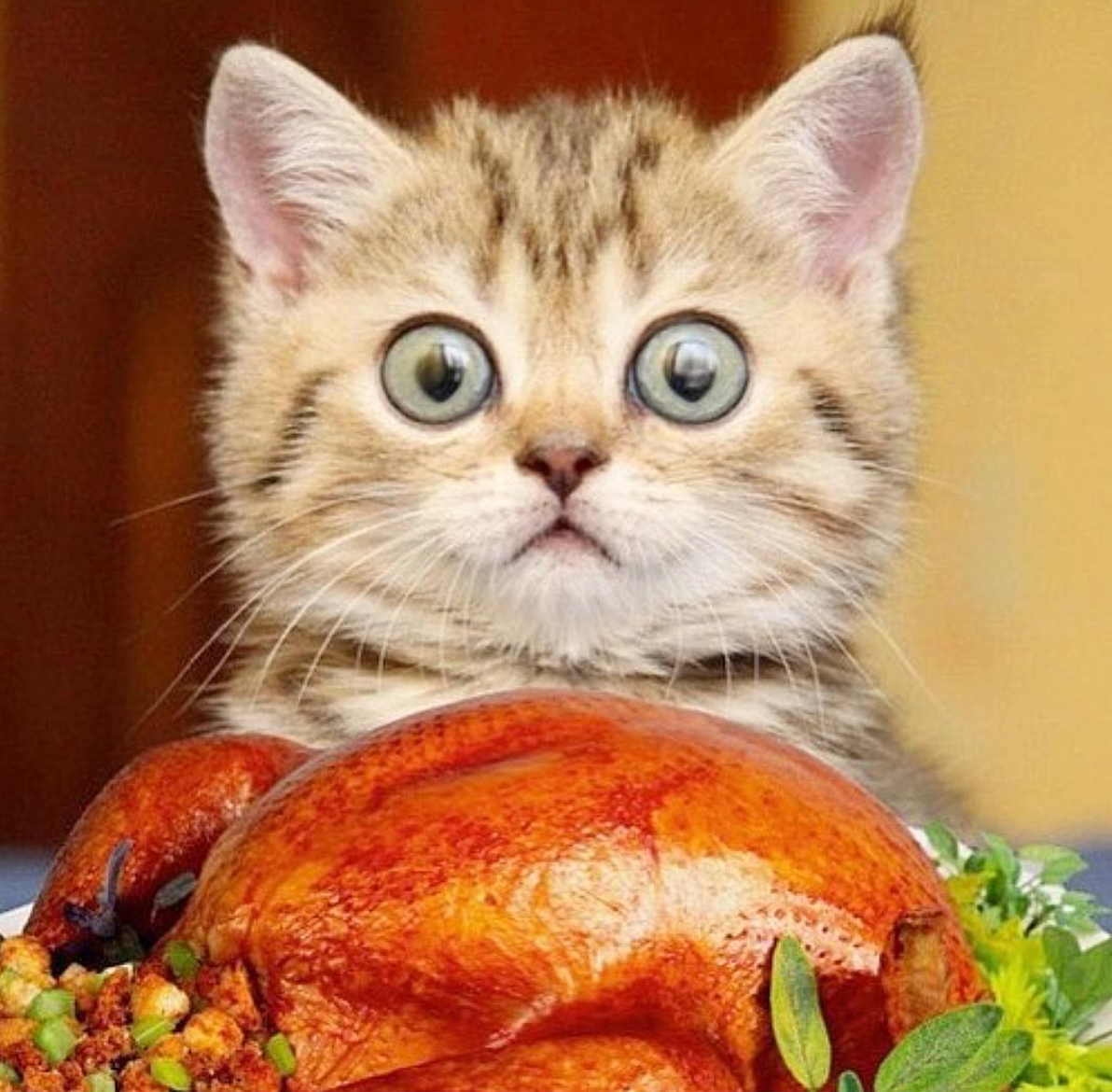 1192x1170 Felines Taking Part in All The Thanksgiving Fun