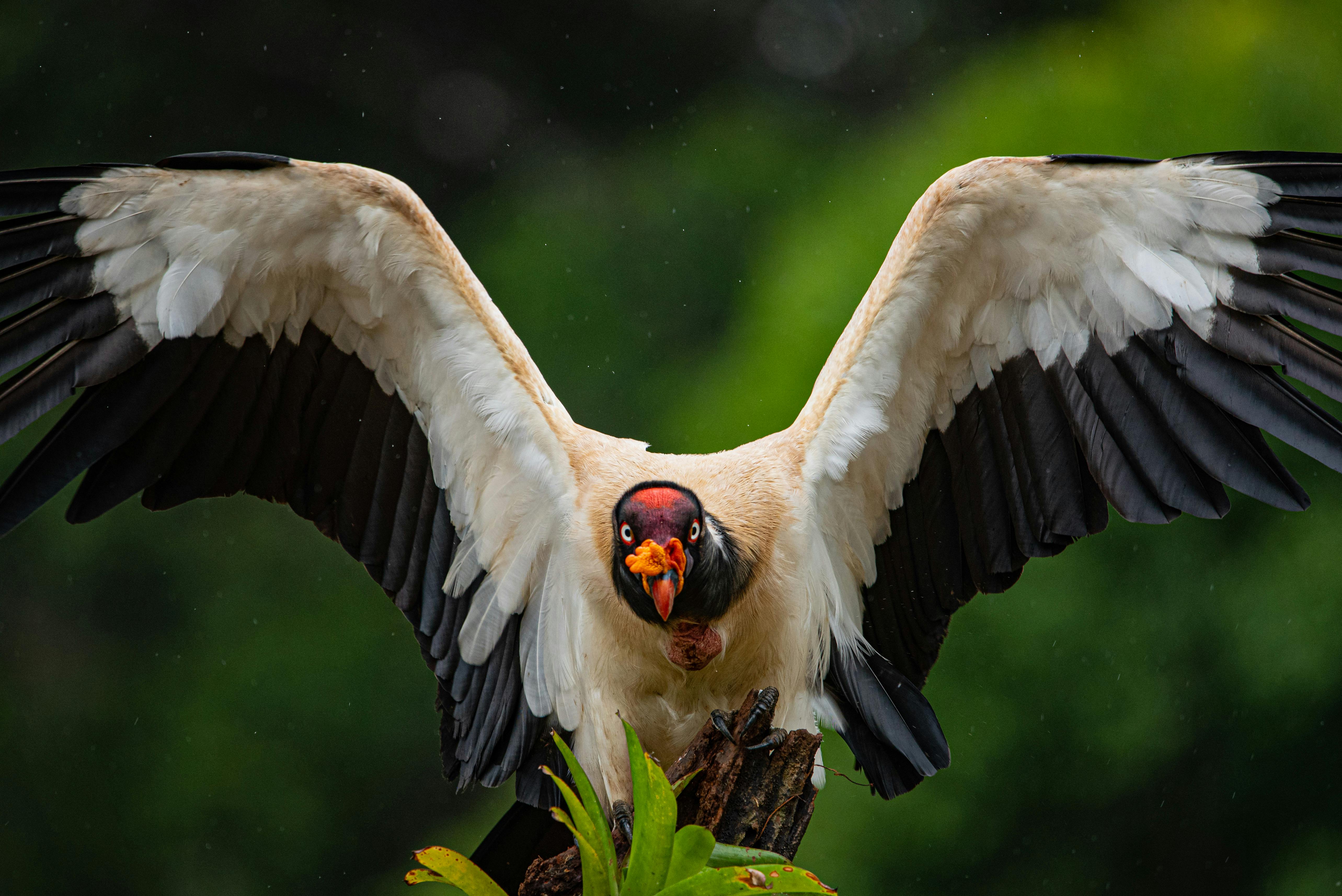 5134x3427 King Vulture Photo, Download The BEST Free King Vulture & HD Image
