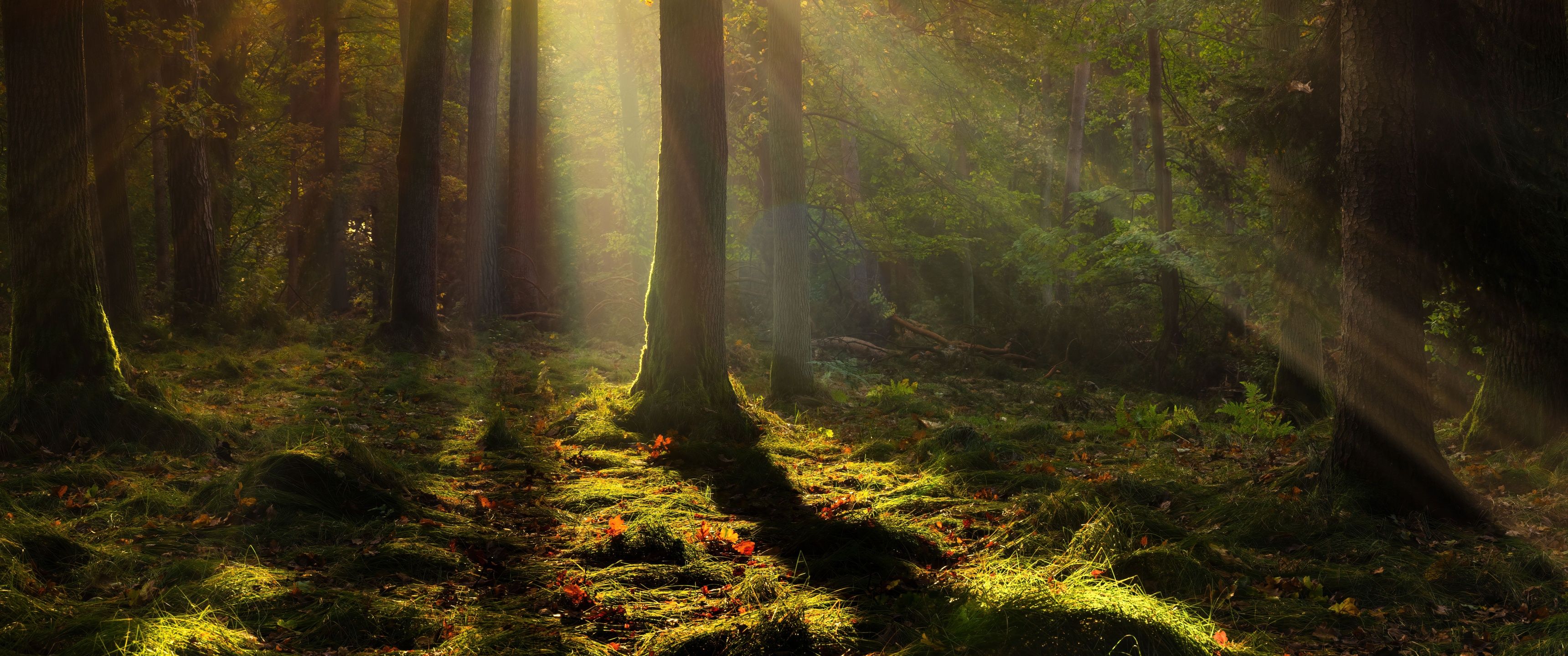 3440x1440 Forest Wallpaper 4K, Light, Trees, Poland, 5K, 8K