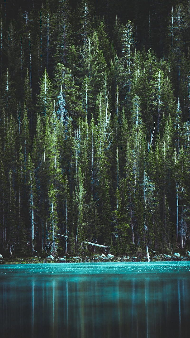800x1422 Forest and the river, nature, trees, HD phone wallpaper