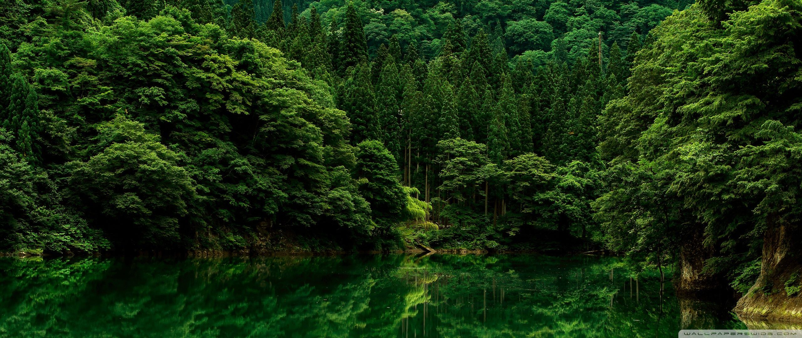 2560x1080 Green Lake by the Forest 4K UHD Wallpaper for UltraHD Desktop and TV : Widescreen and UltraWide Display : Smartphone and Tablet Devices