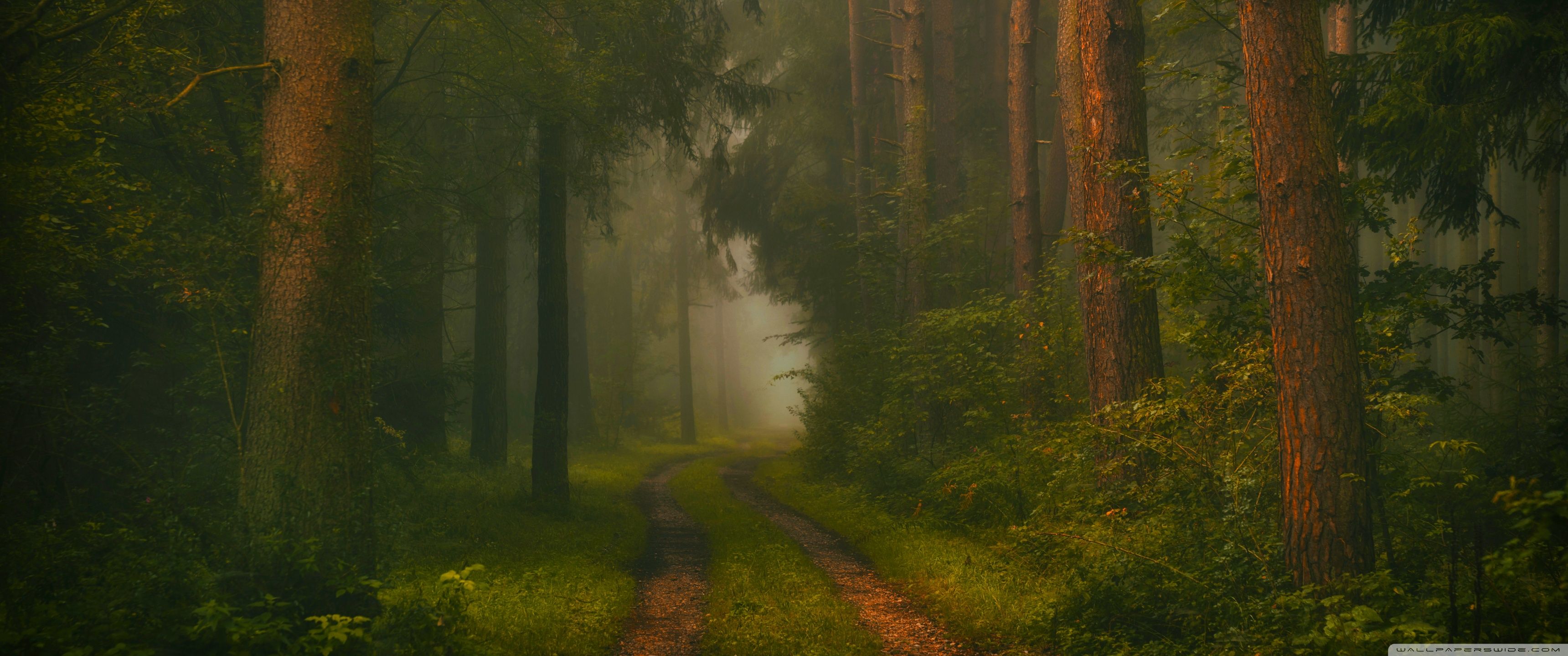 3440x1440 Forest, Trees, Road, Fog, Mysterious 4K UHD Wallpaper for UltraHD Desktop and TV : Widescreen and UltraWide Display : Dual Monitor : Smartphone and Tablet Devices