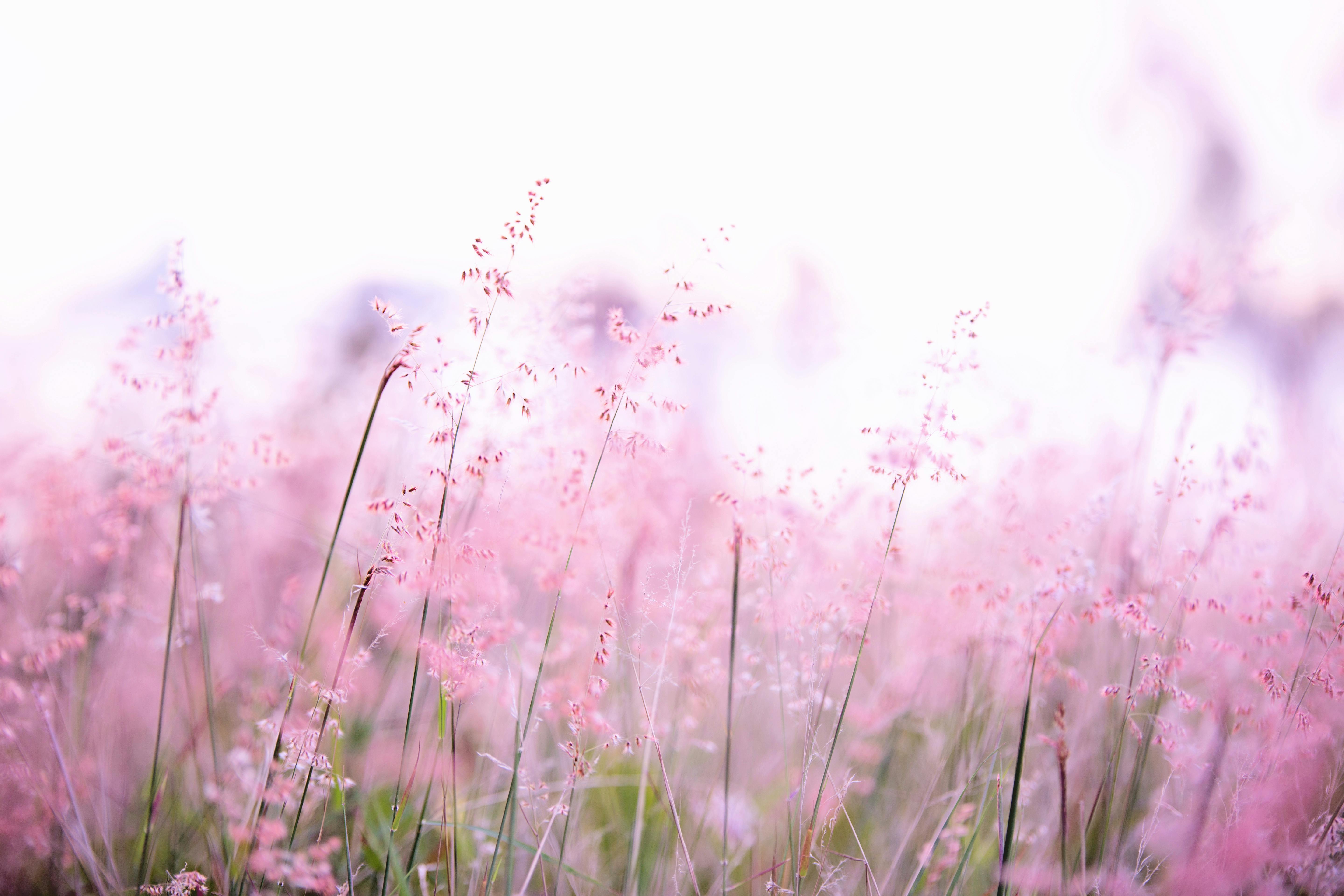 5760x3840 Pink Nature Wallpaper Photo, Download The BEST Free Pink Nature Wallpaper & HD Image