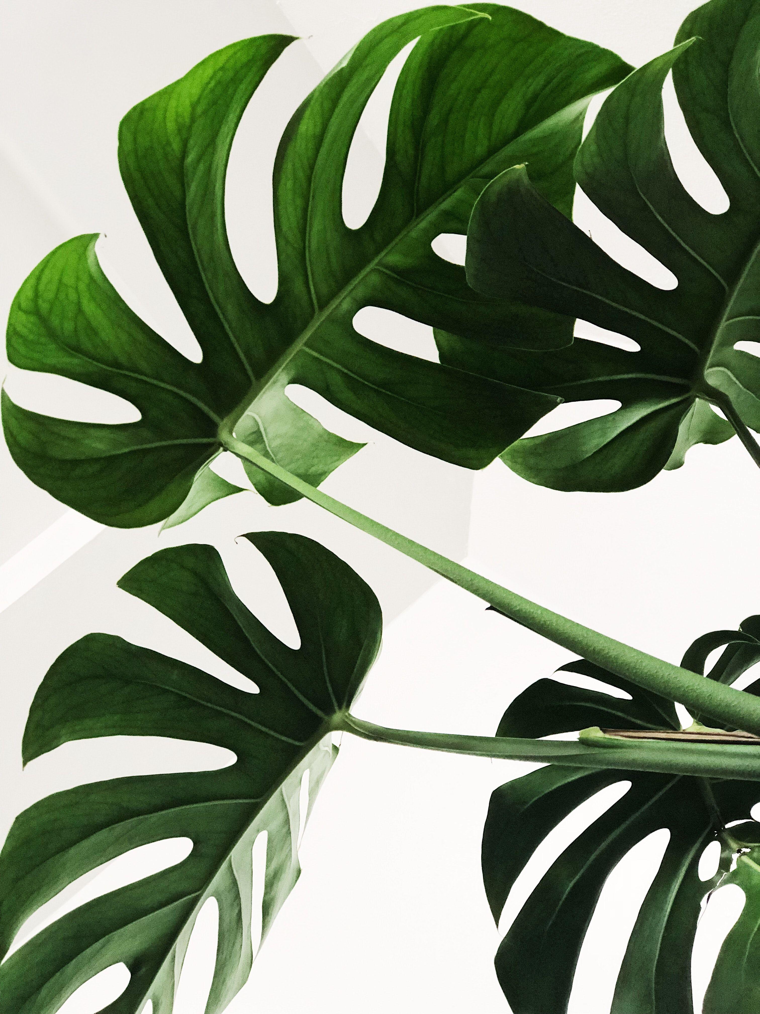 1K Minimal Plant Pictures  Download Free Images on Unsplash