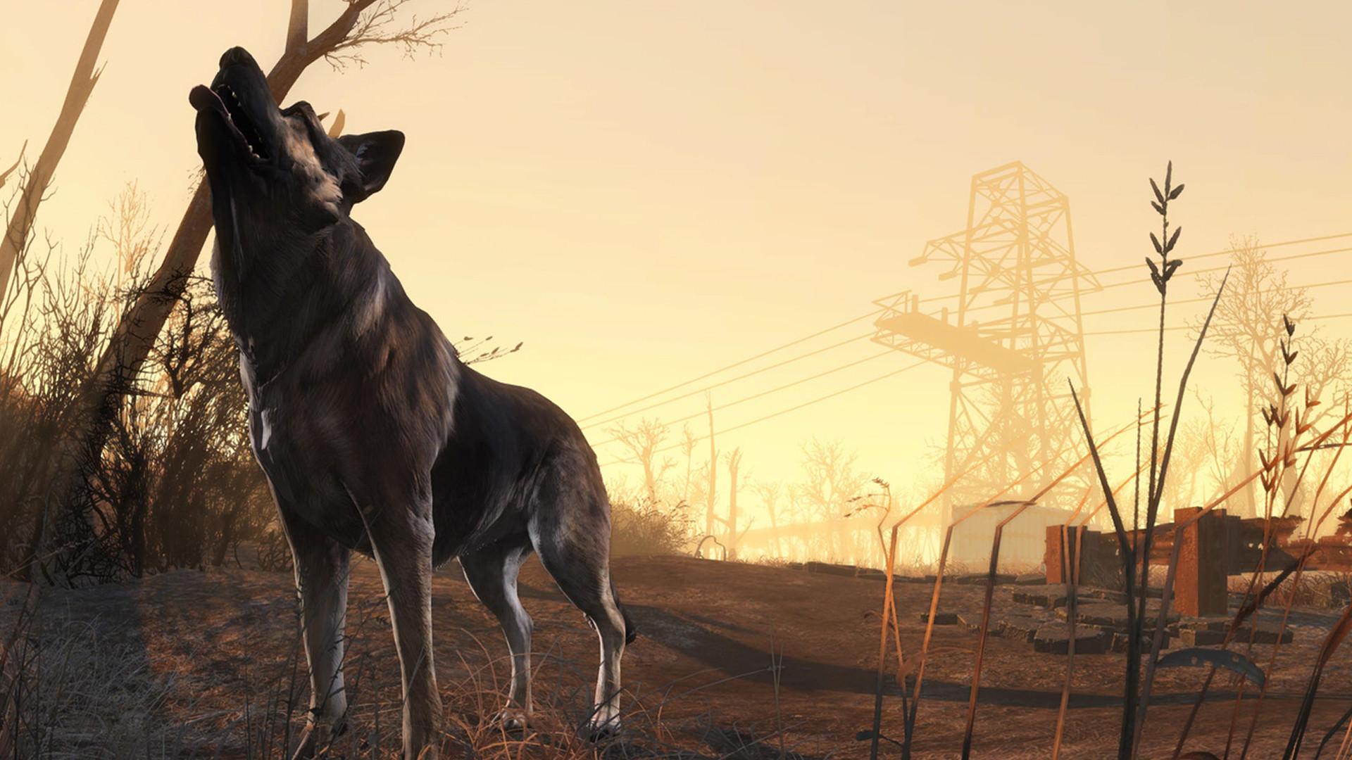 Dog Meat Fallout 4 Wallpapers Top Free Dog Meat Fallout 4 Backgrounds Wallpaperaccess