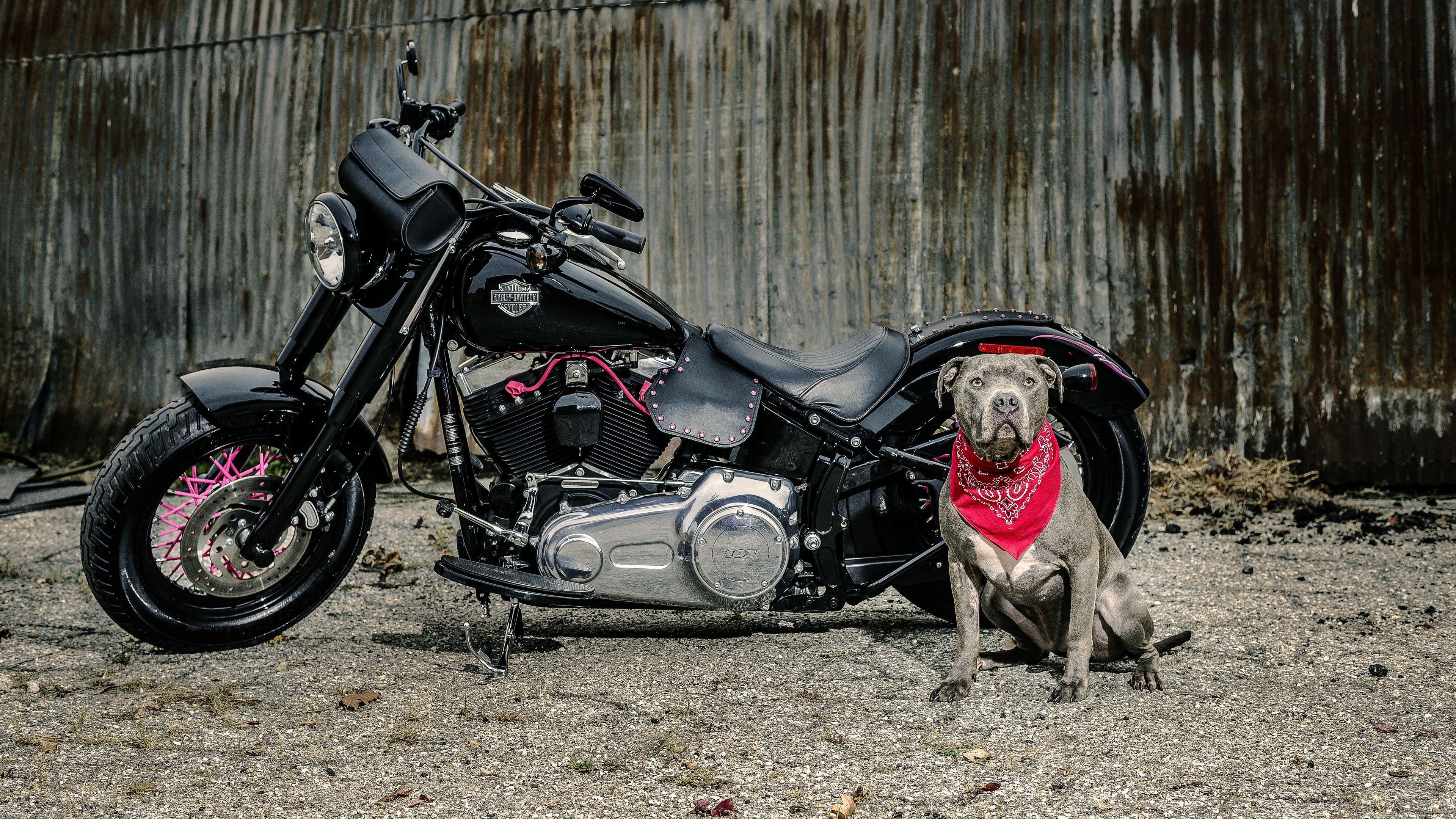 3840x2160 Wallpaper 4k Harley Davidson And Dog 4k Wallpaper, 5k Wallpaper