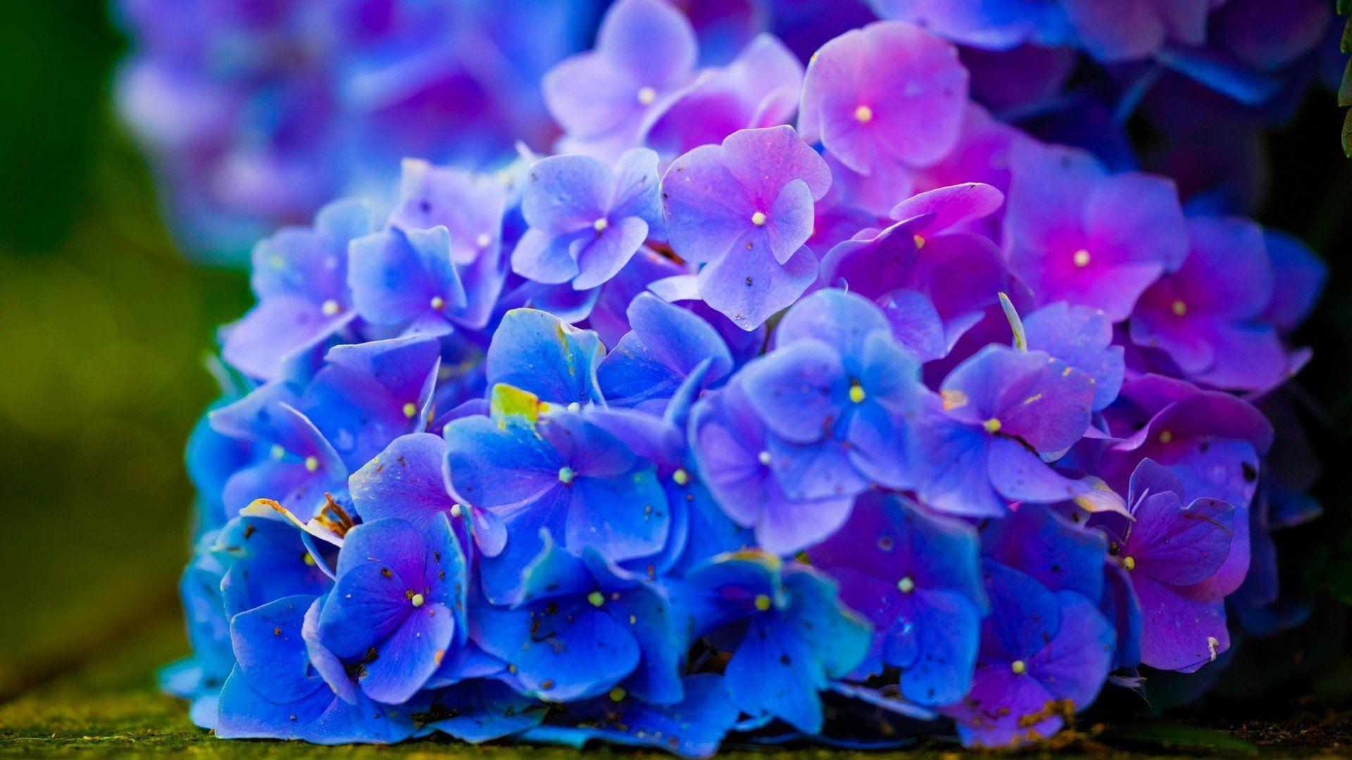 1920x1080 Flower Power Wallpaper