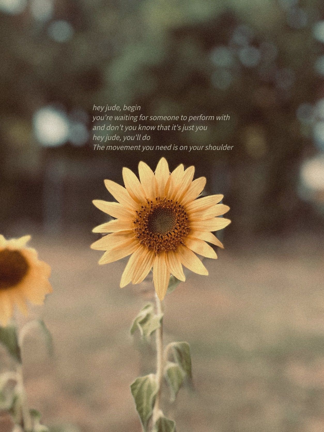 1254x1672 Hey Jude Wallpaper