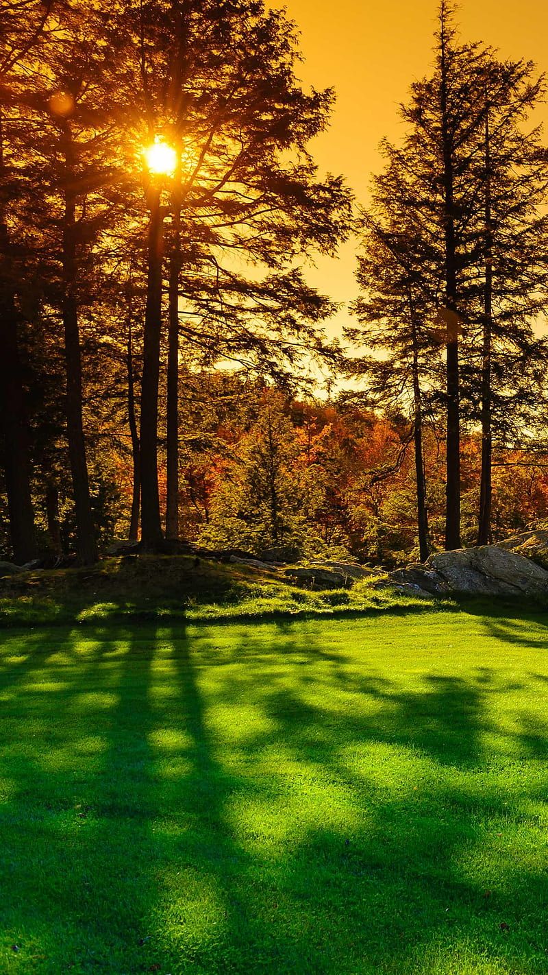 800x1422 Tree, fall, greenery, leaf, season, sunrise, HD phone wallpaper