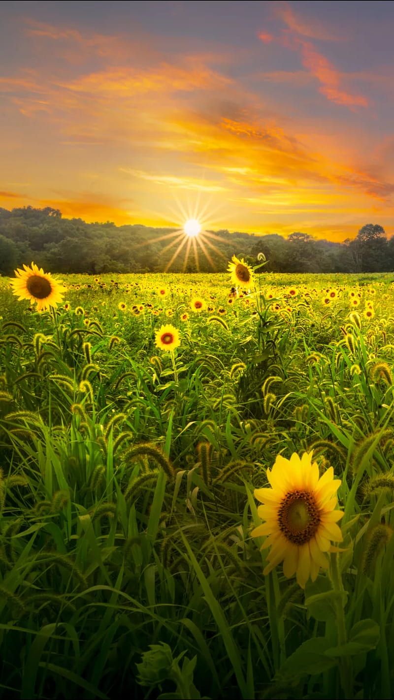 800x1422 Sunset, field, flower, green, landscape, nature, sun, sunflower, sunflowers, HD phone wallpaper