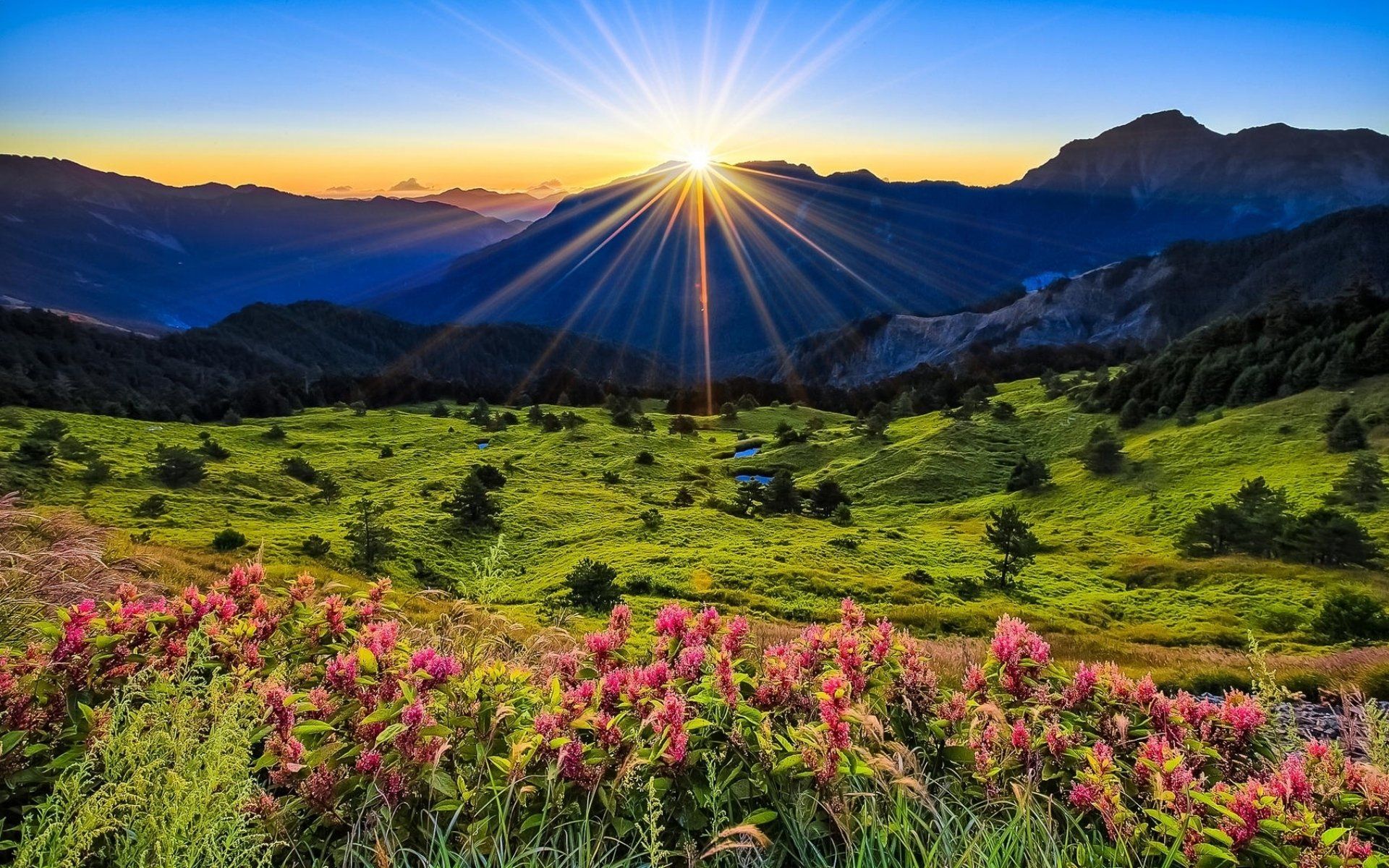 1920x1200 Download Flower Mountain Field Sun Sunrise Nature Landscape HD Wallpaperx1200