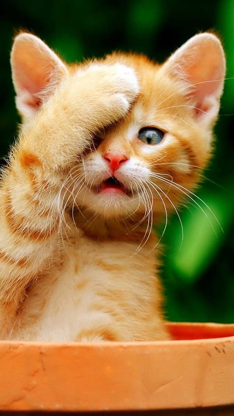800x1422 Oh no, funny, cat, HD phone wallpaper