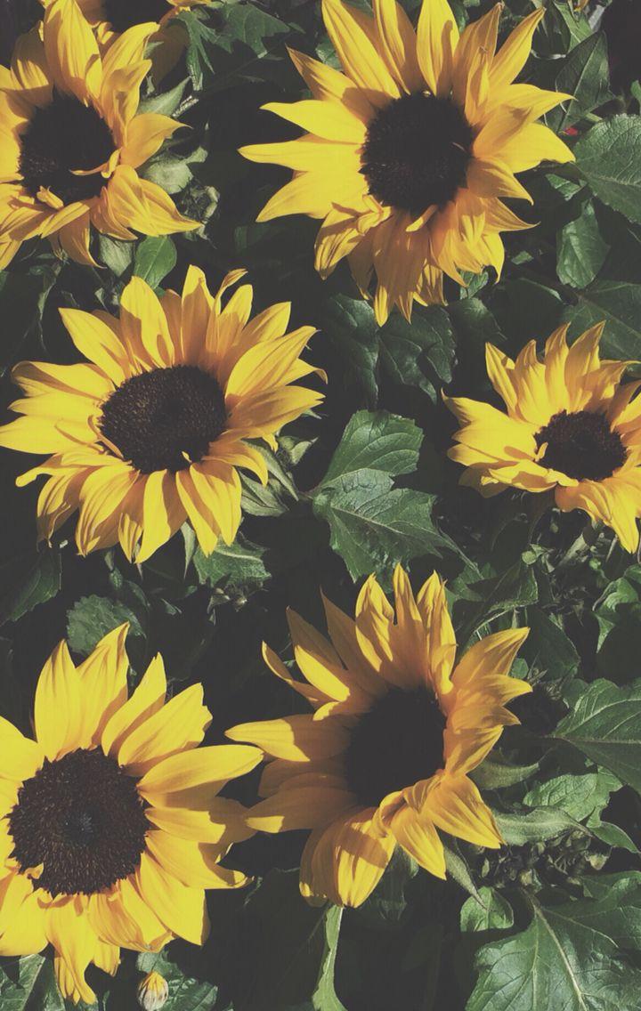 Yellow Aesthetic Sunflower