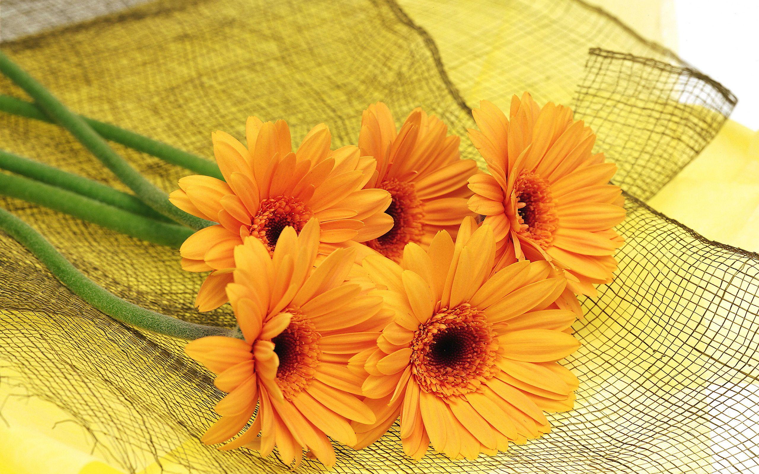 2560x1600 Lovely Orange Flowers Wallpaper Flower Power Desktop Of Smartphone