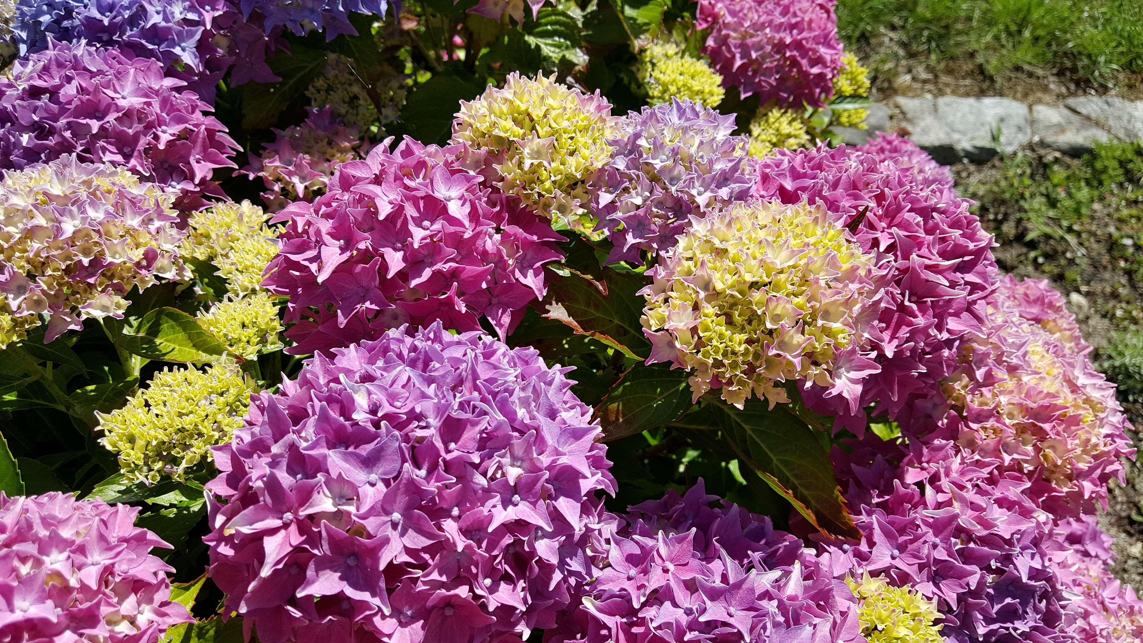 Flower Power Wallpapers Top Free Flower Power Backgrounds WallpaperAccess