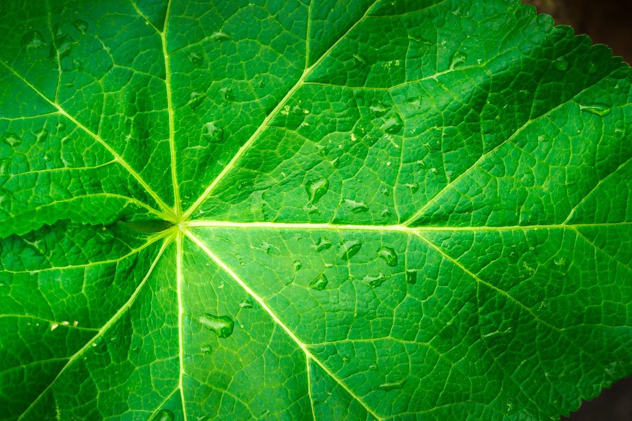 1280x853 Download free photo of Leaf, nature, wood, green, the leaves