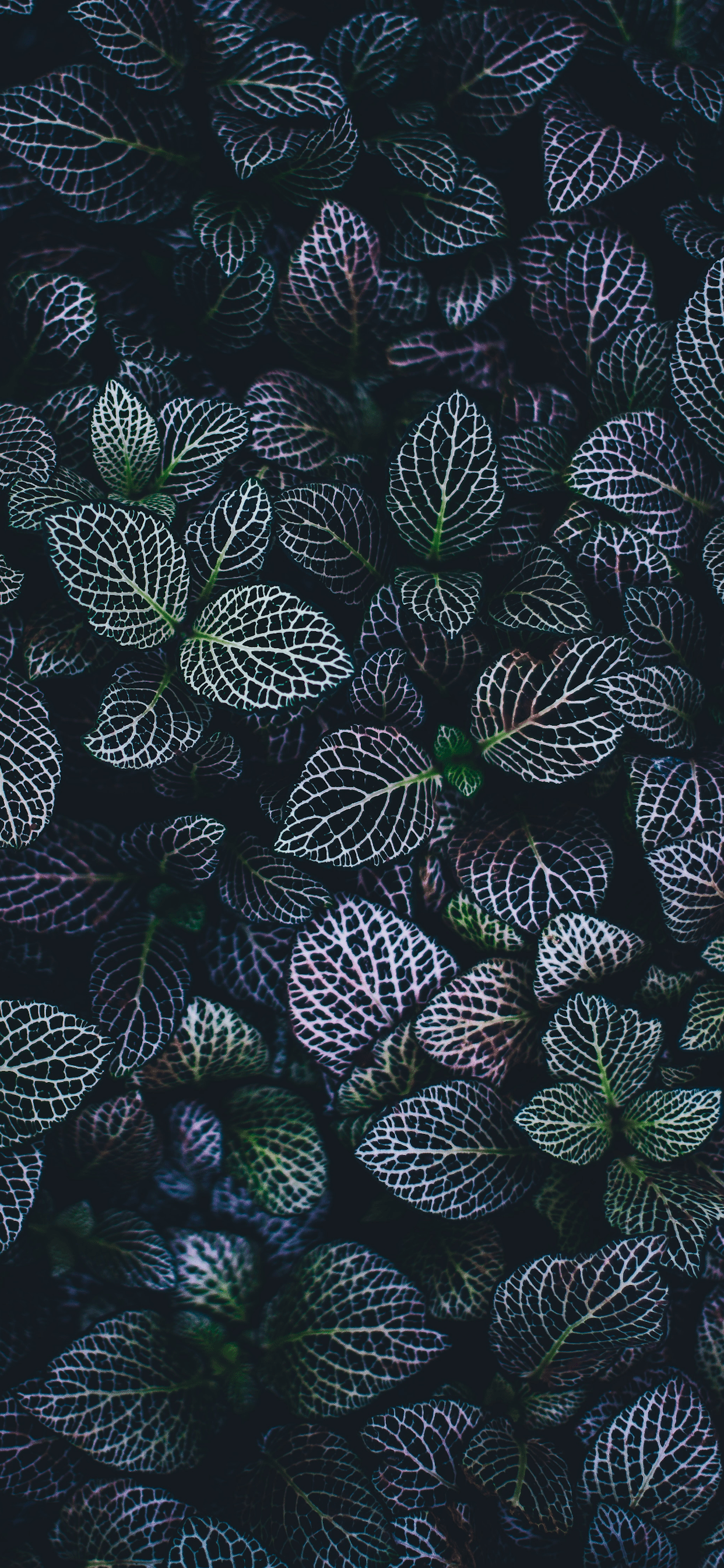 1242x2688 Plants Wallpaper for iPhone X, 6