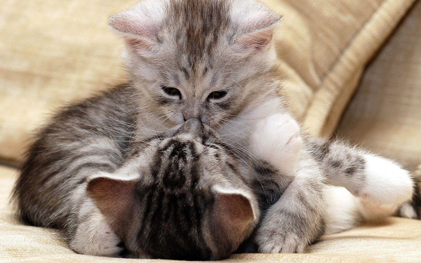 Cute Cat Love Wallpapers - Top Free Cute Cat Love Backgrounds -  WallpaperAccess