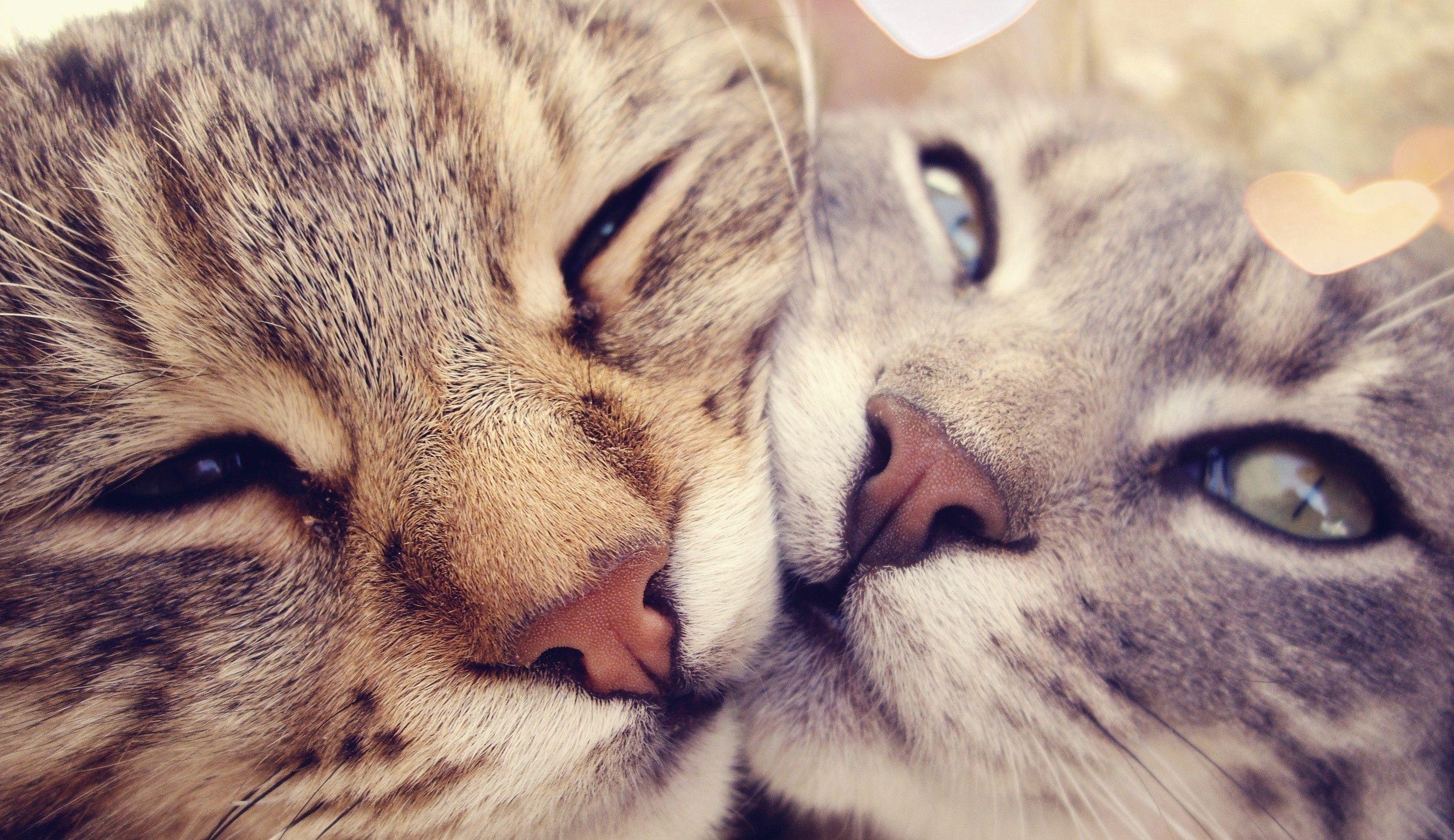 Love Cat Wallpapers - Top Free Love Cat Backgrounds - WallpaperAccess