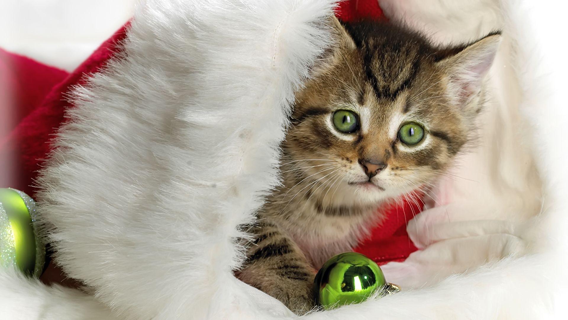 1920x1080 Free HD Cat Wallpaper