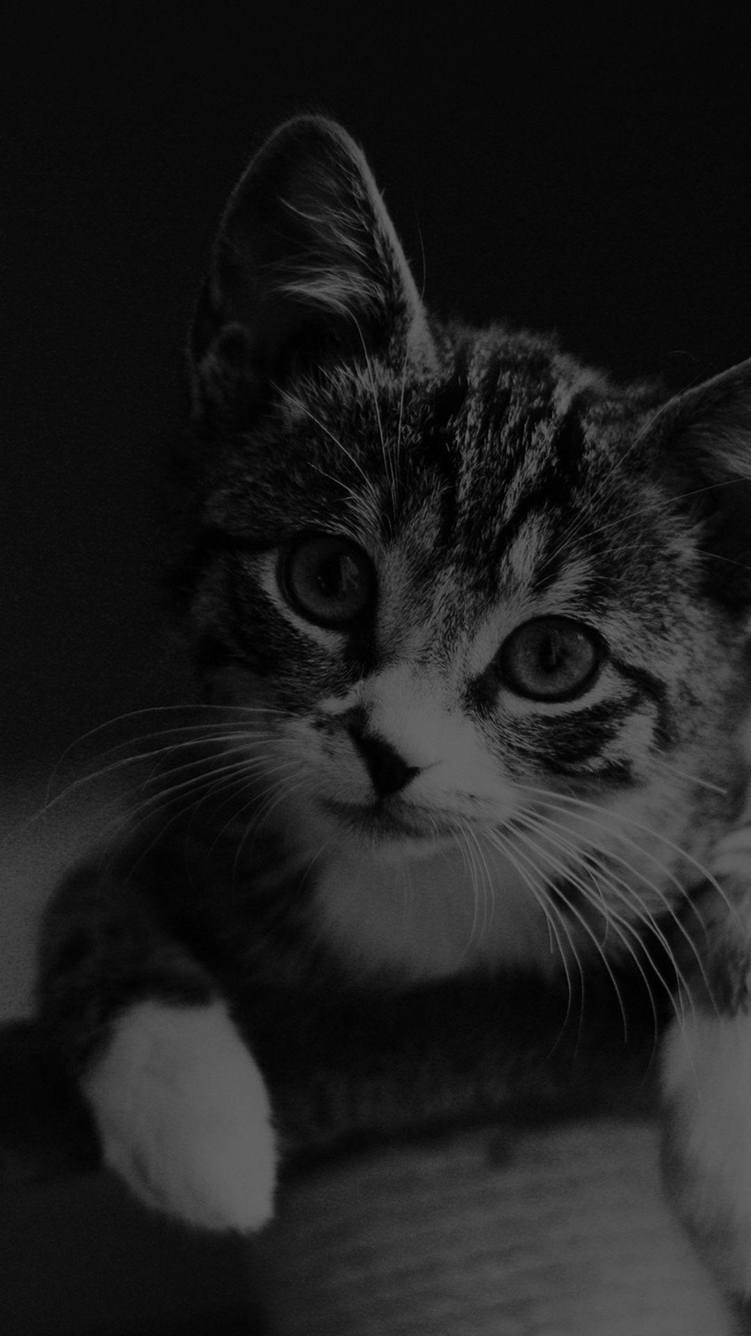 1080x1920 Cute Cat Look Dark Bw Animal Love Nature iPhone 8 Wallpaper Free