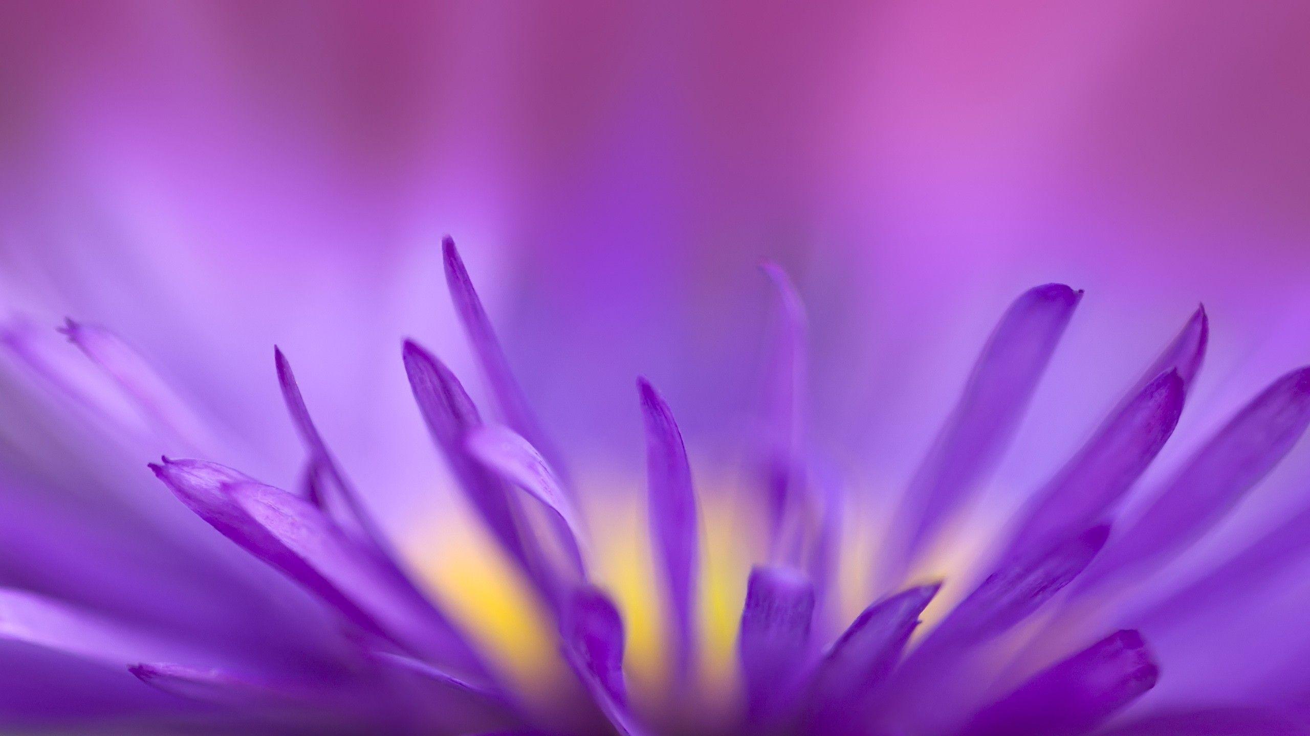 2560x1440 Purple Flames Wallpaper