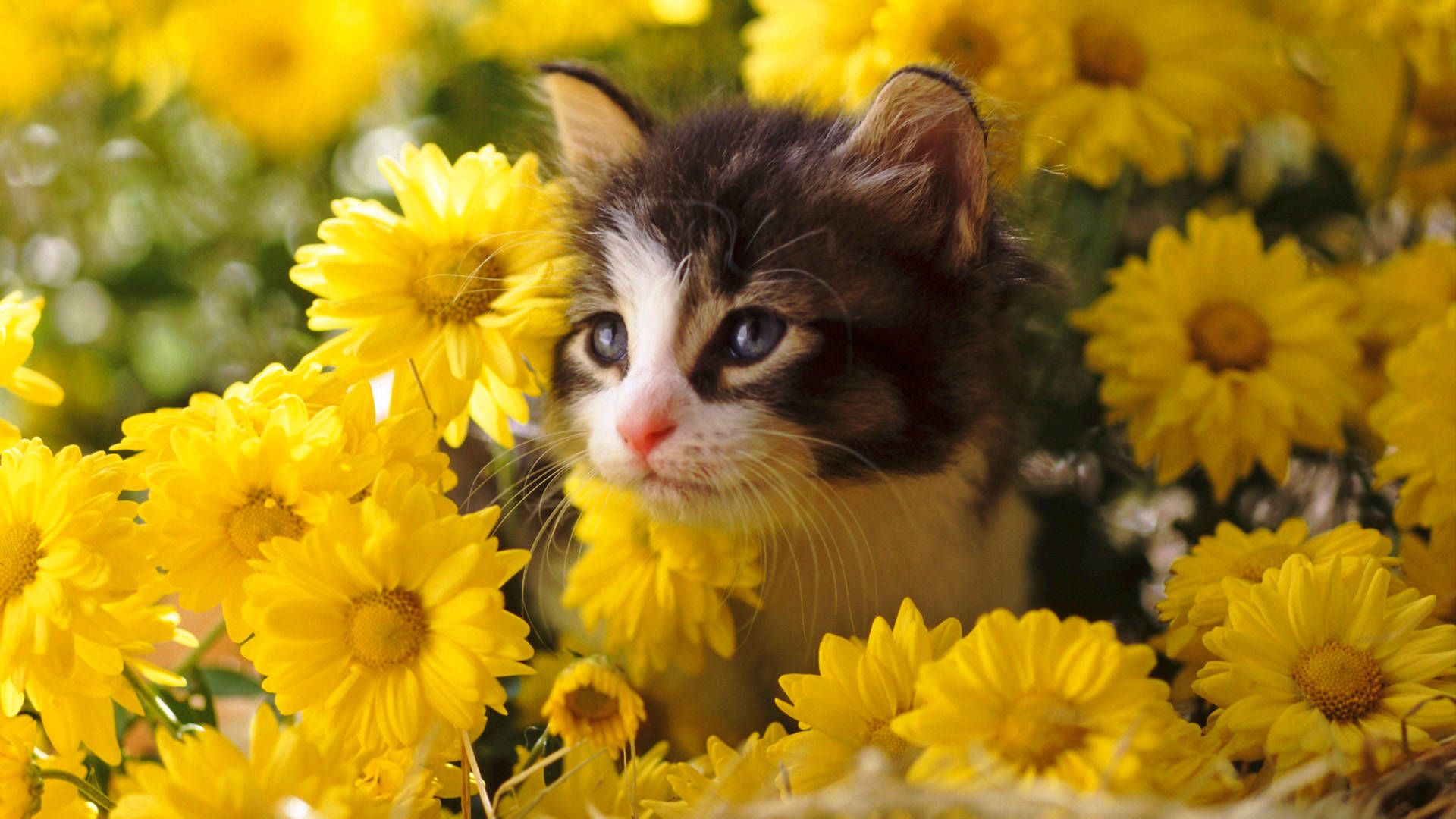 1920x1080 Download Cute Spring Kitten Wallpaper